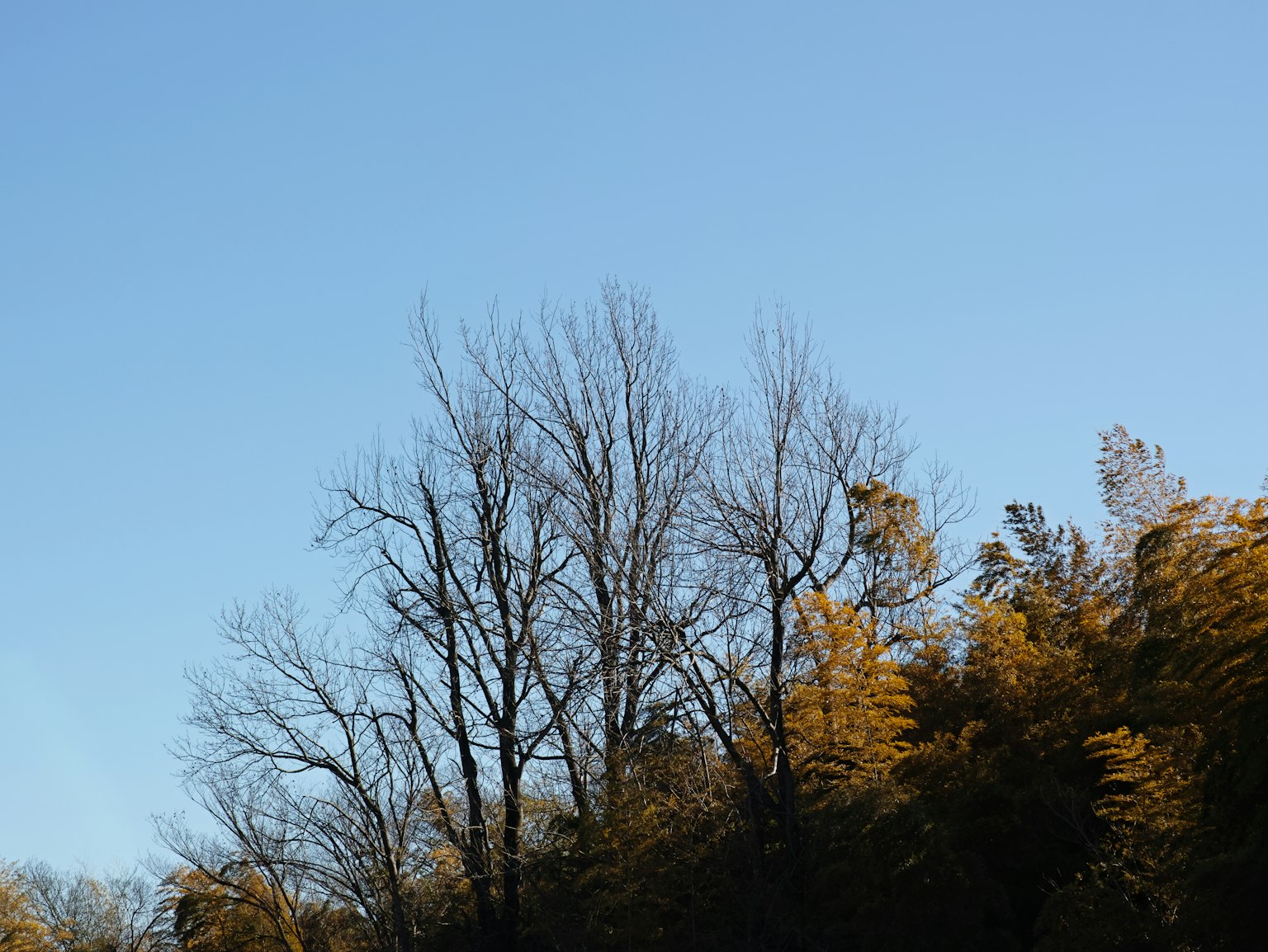 Silhouette of bare trees against a clear blue sky