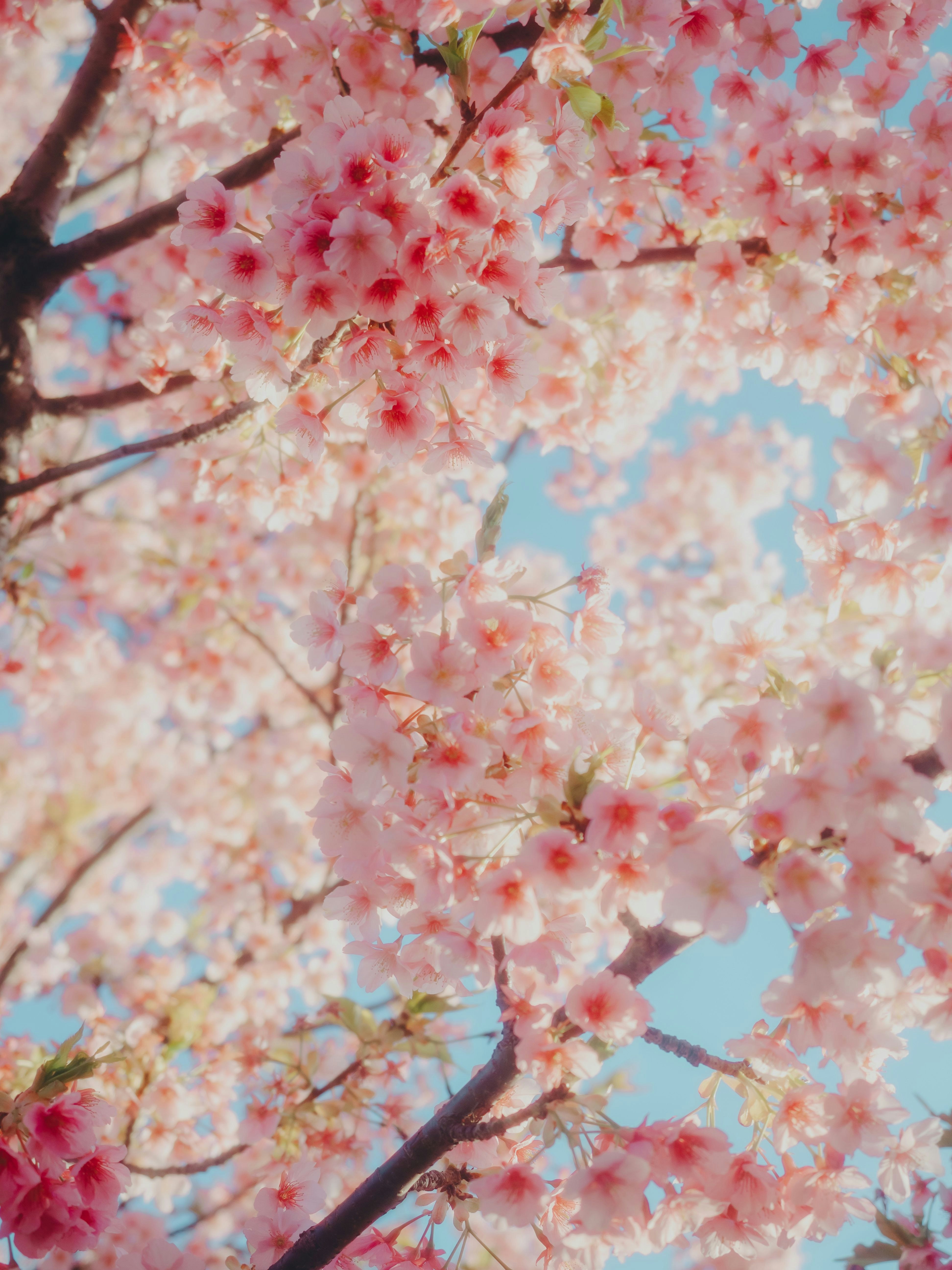 桜の花が枝いっぱいに咲く春の空