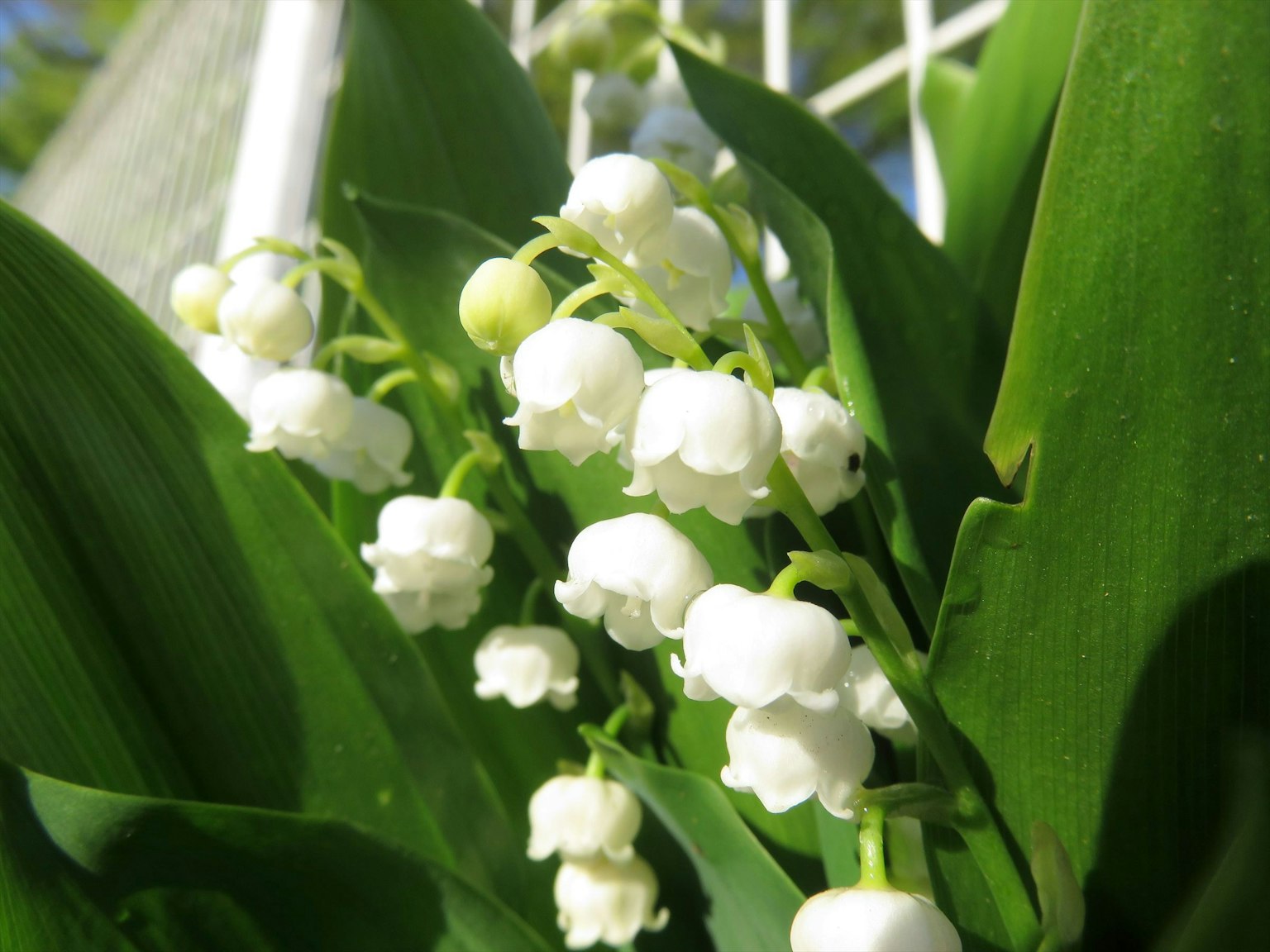 Primo piano di fiori bianchi di mughetto e foglie verdi