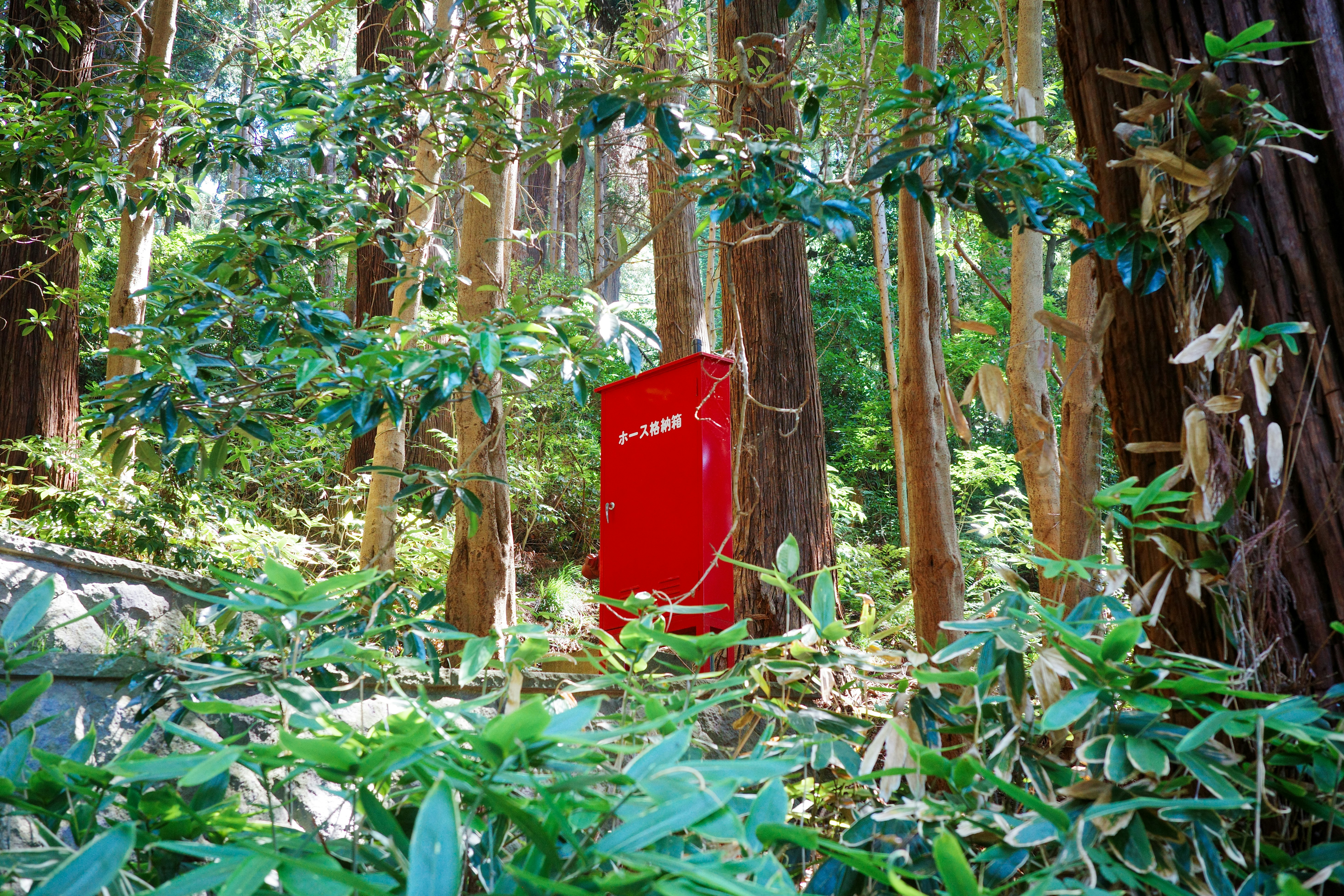 scène de forêt tropicale avec un sac rouge posé au sol parmi les arbres