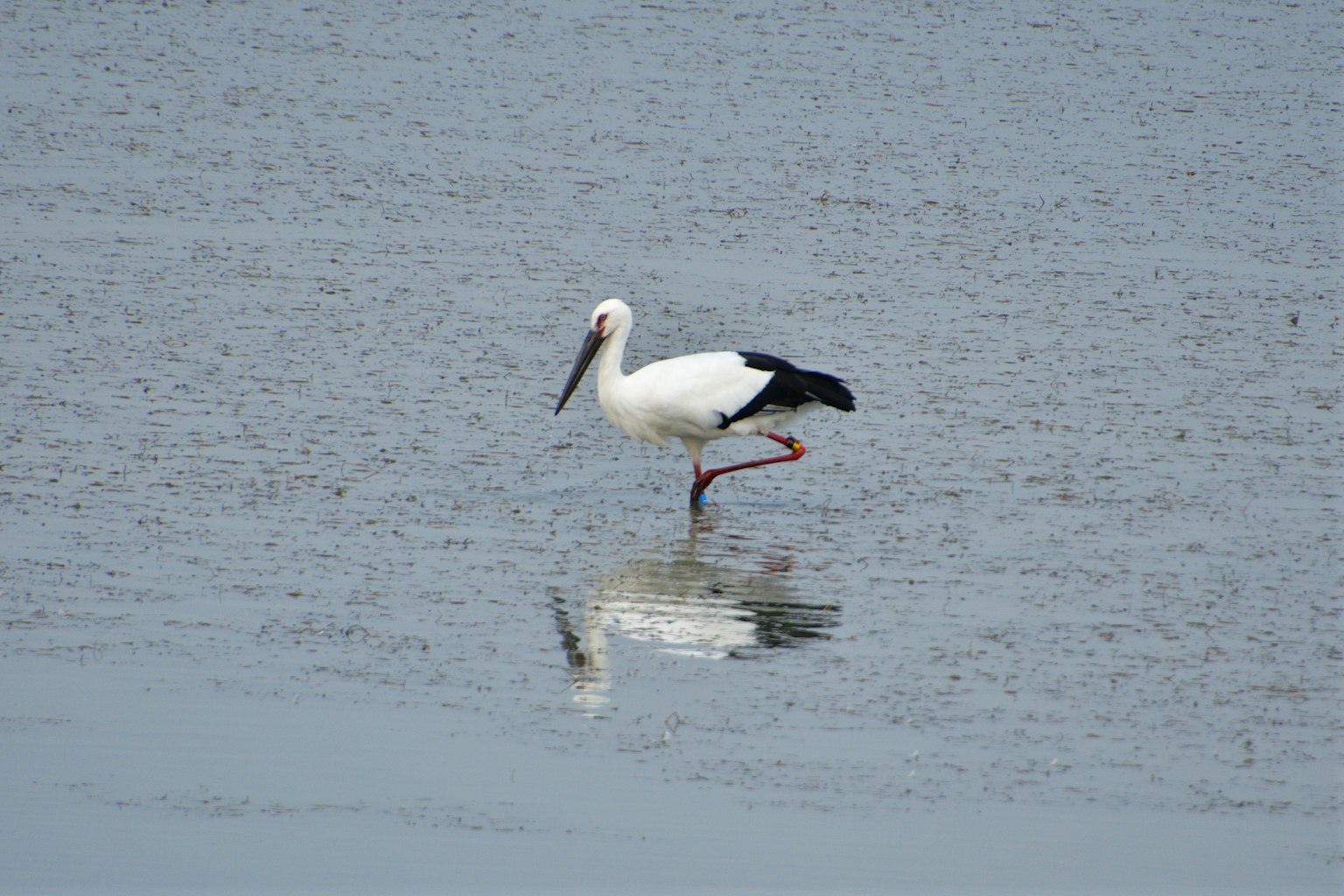 Un héron marchant sur la surface de l'eau avec des plumes blanches et noires