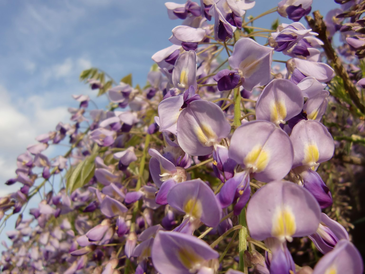 Primer plano de flores moradas que florecen en una enredadera