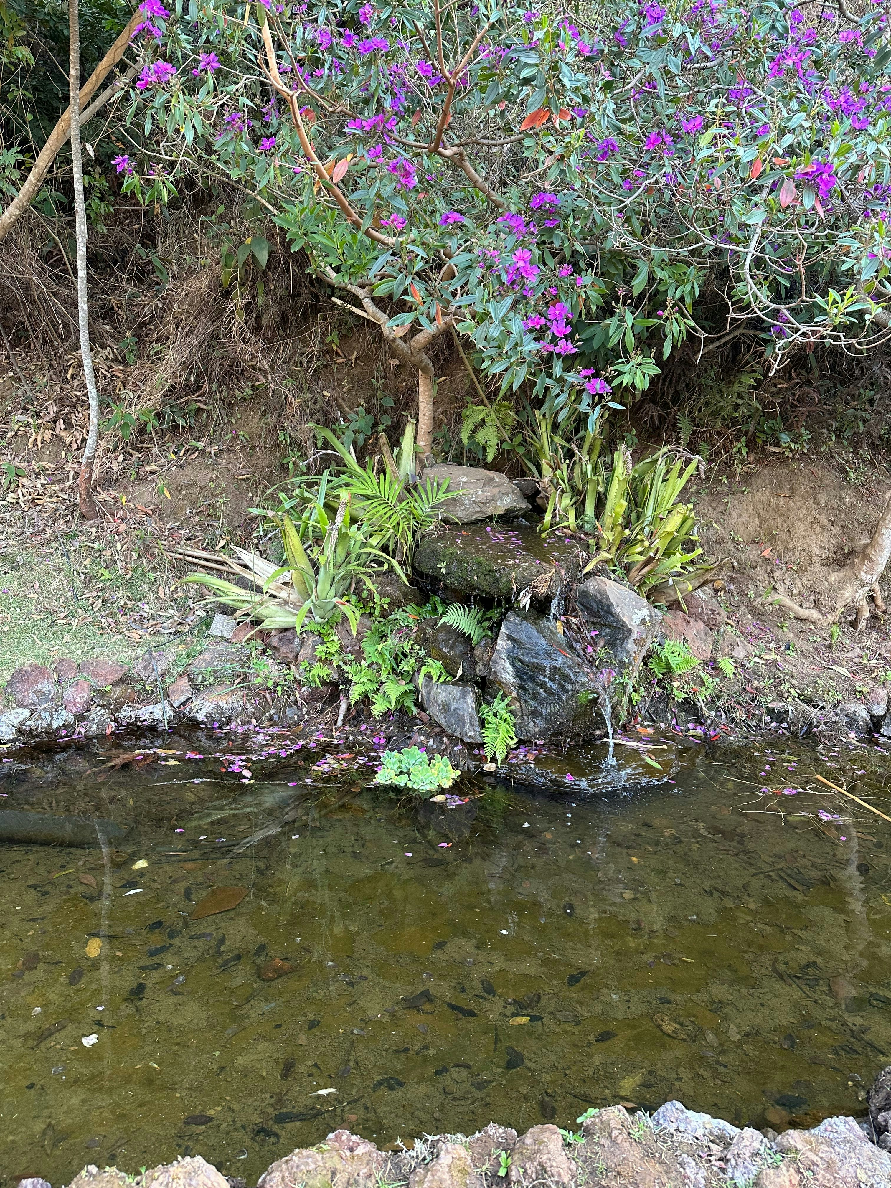 小川沿いの岩場に咲く紫の花と緑の草木
