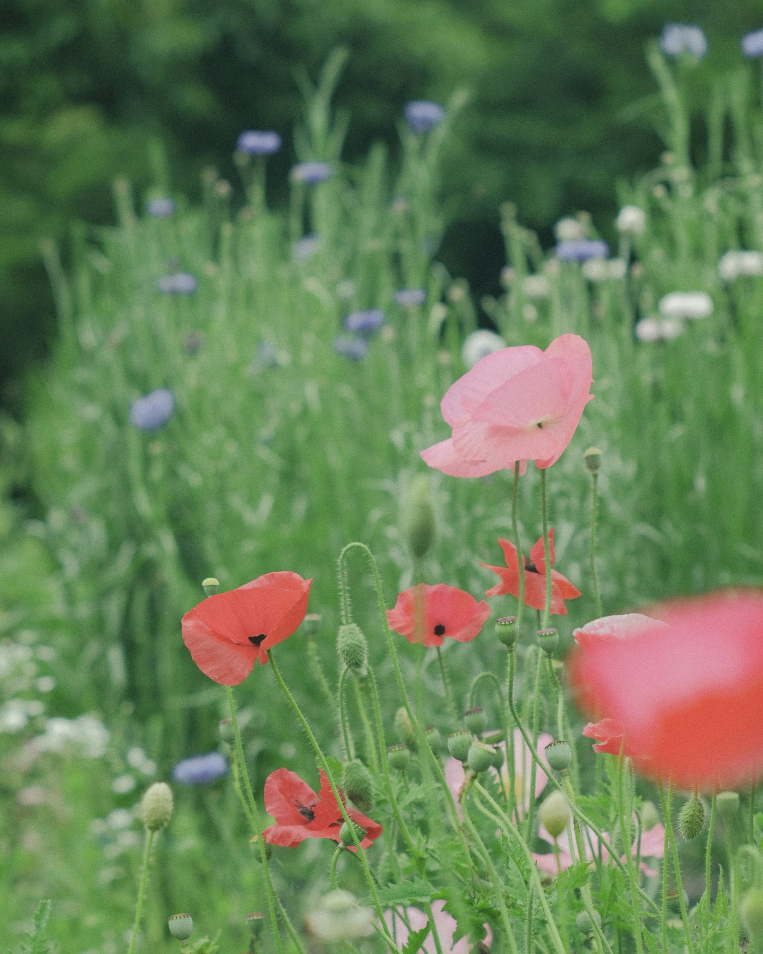 Bunte Blumen blühen auf einer grünen Wiese
