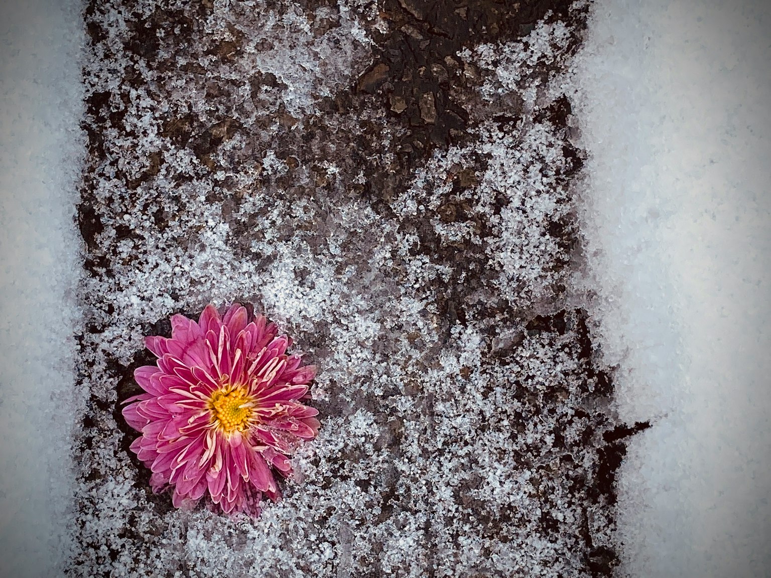 雪上盛开的粉色花朵与黑土纹理