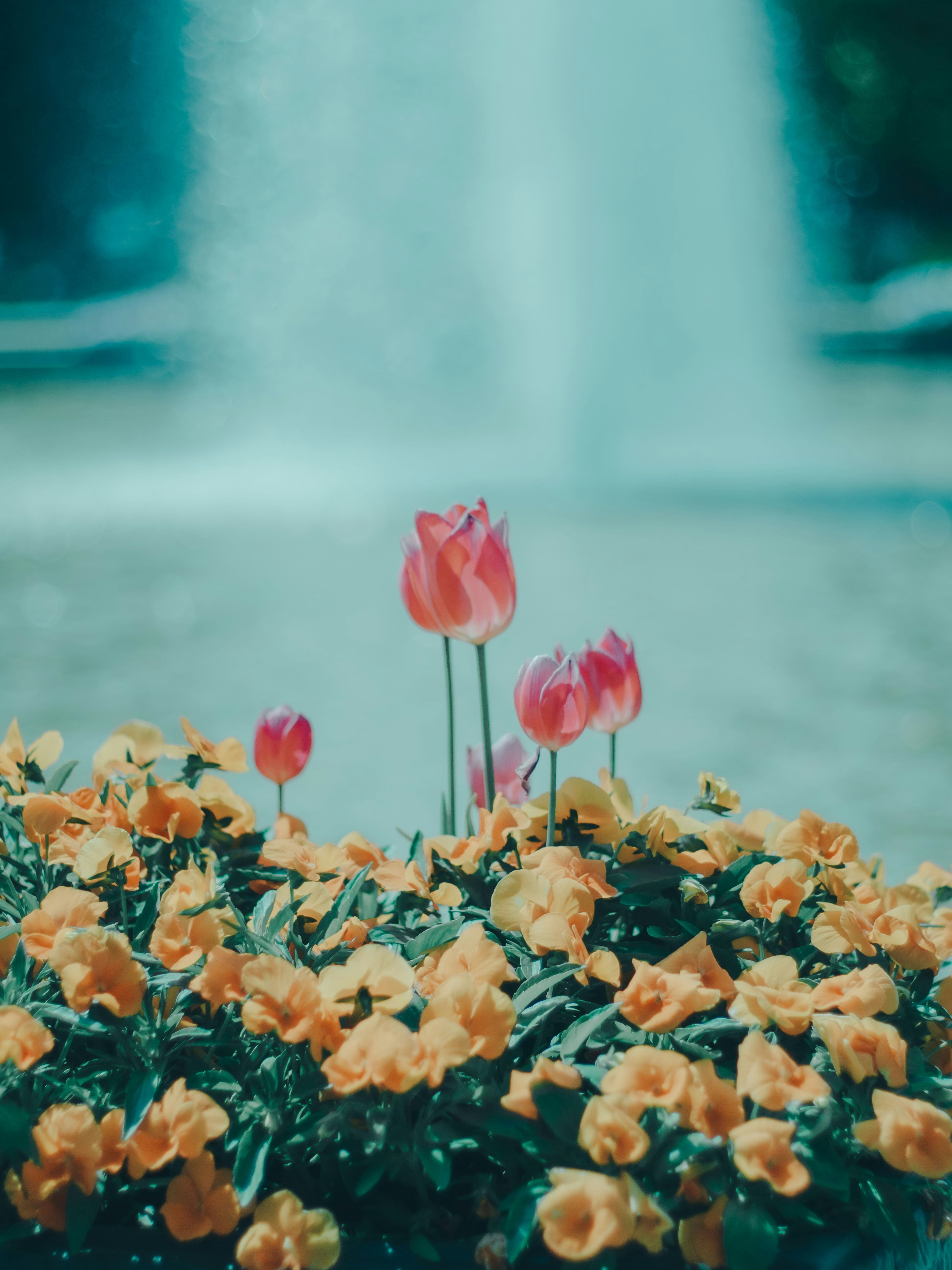 Tulpen und orange Rosen in einem Blumenbeet