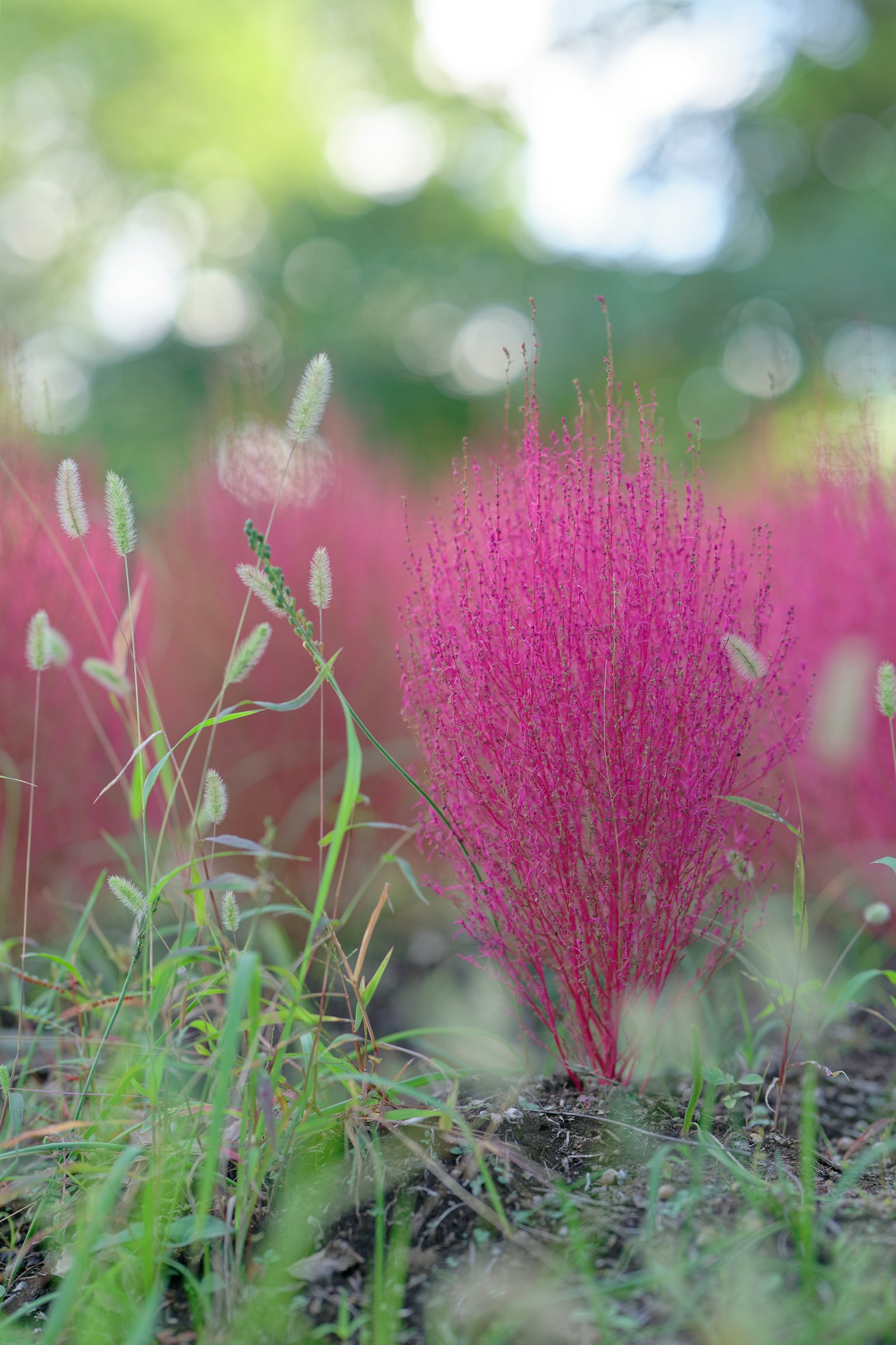 Close-up rumput pink cerah di lingkungan alami