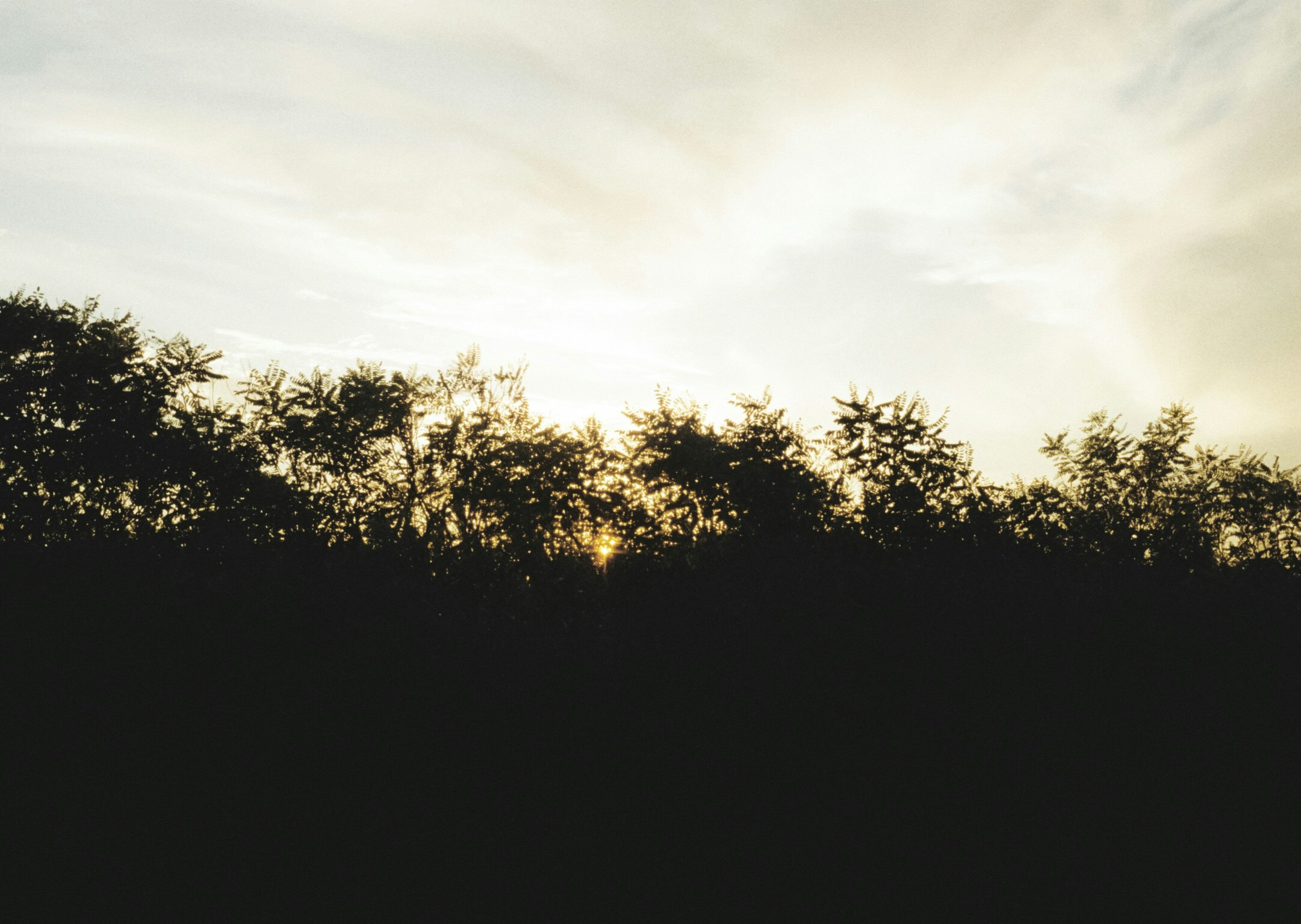 sunset sky with silhouetted treetops landscape