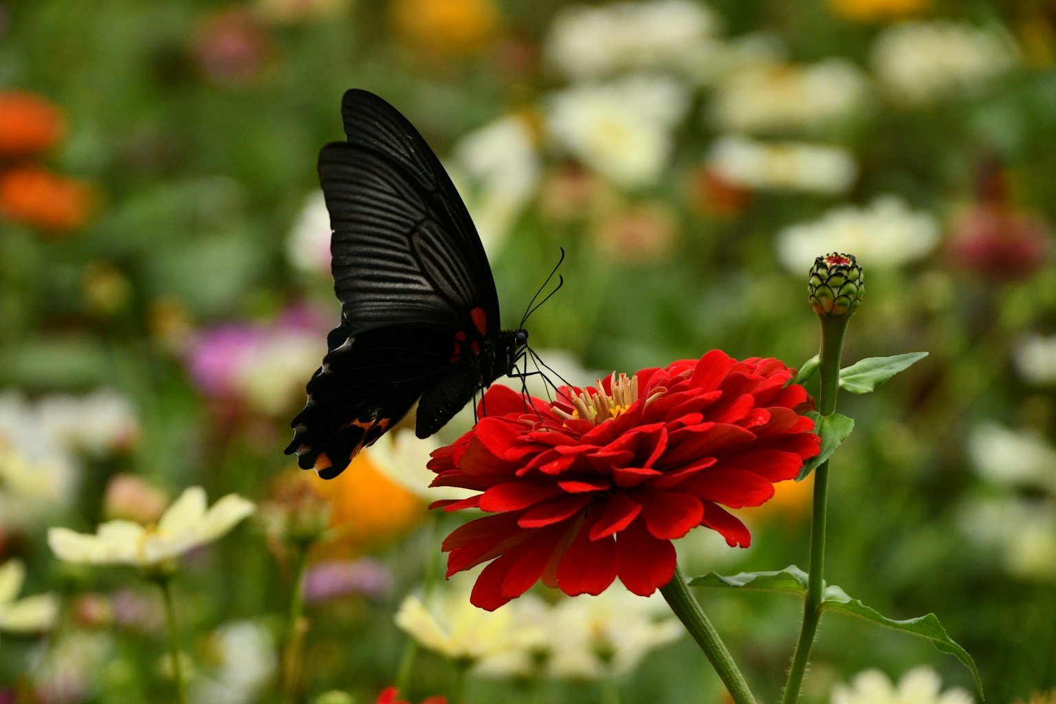 Un papillon noir posé sur une fleur rouge vibrante dans un jardin coloré