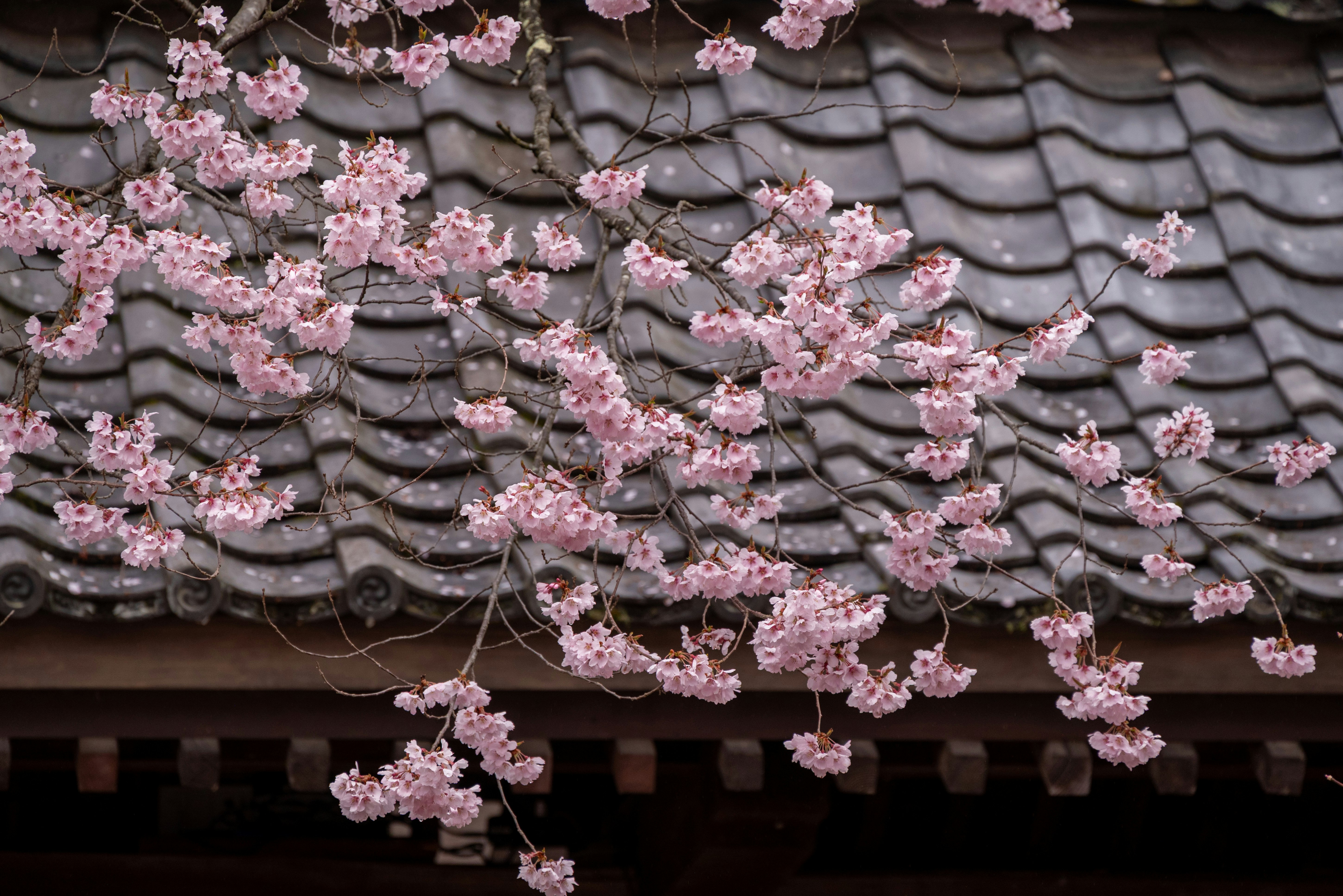 桜の花が咲く瓦屋根の軒先
