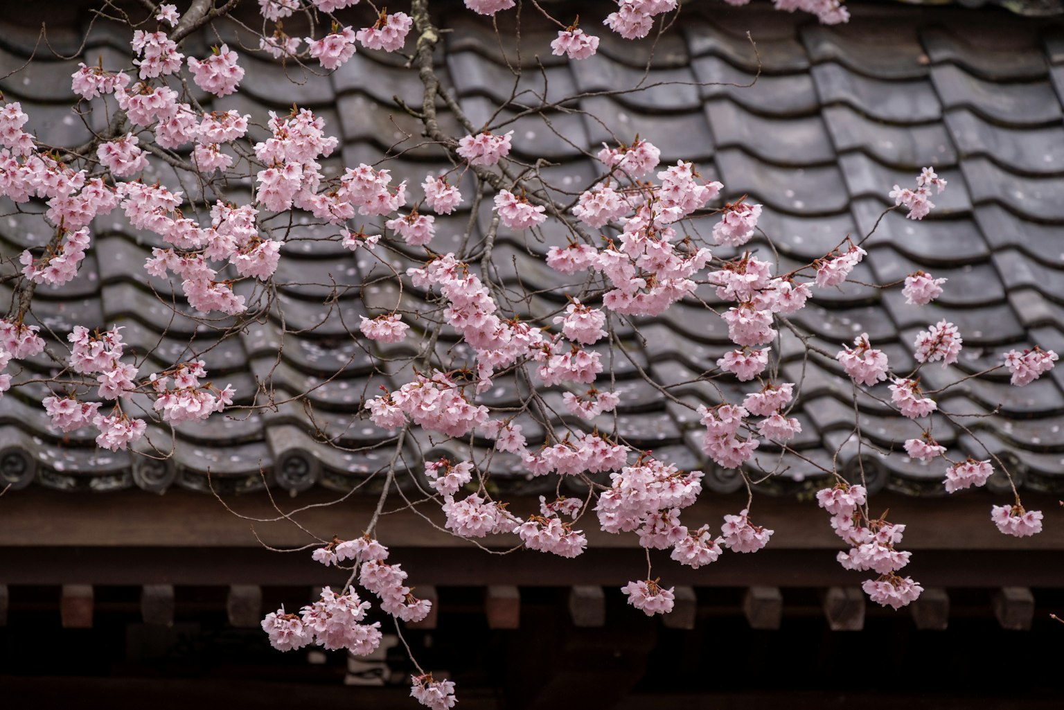 Flores de cerezo floreciendo sobre un techo de tejas tradicional