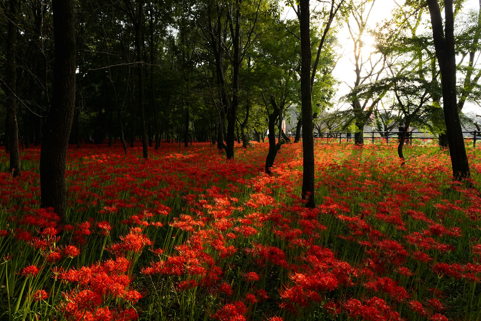 Forest landscape filled with vibrant red flowers