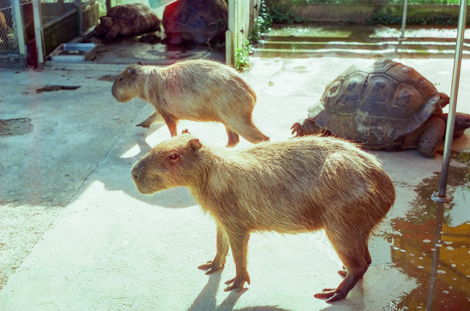 Due capibara e una tartaruga in un'ambientazione zoo