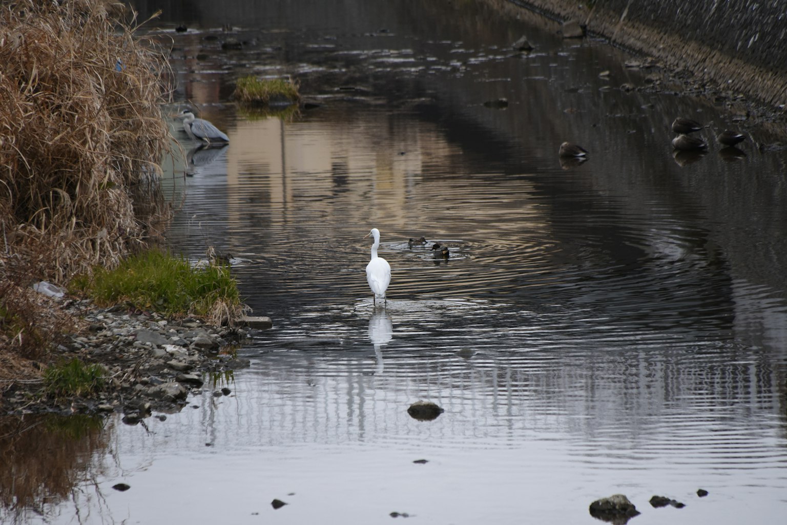 一隻白鷺站在寧靜的小溪中，映出它的身影