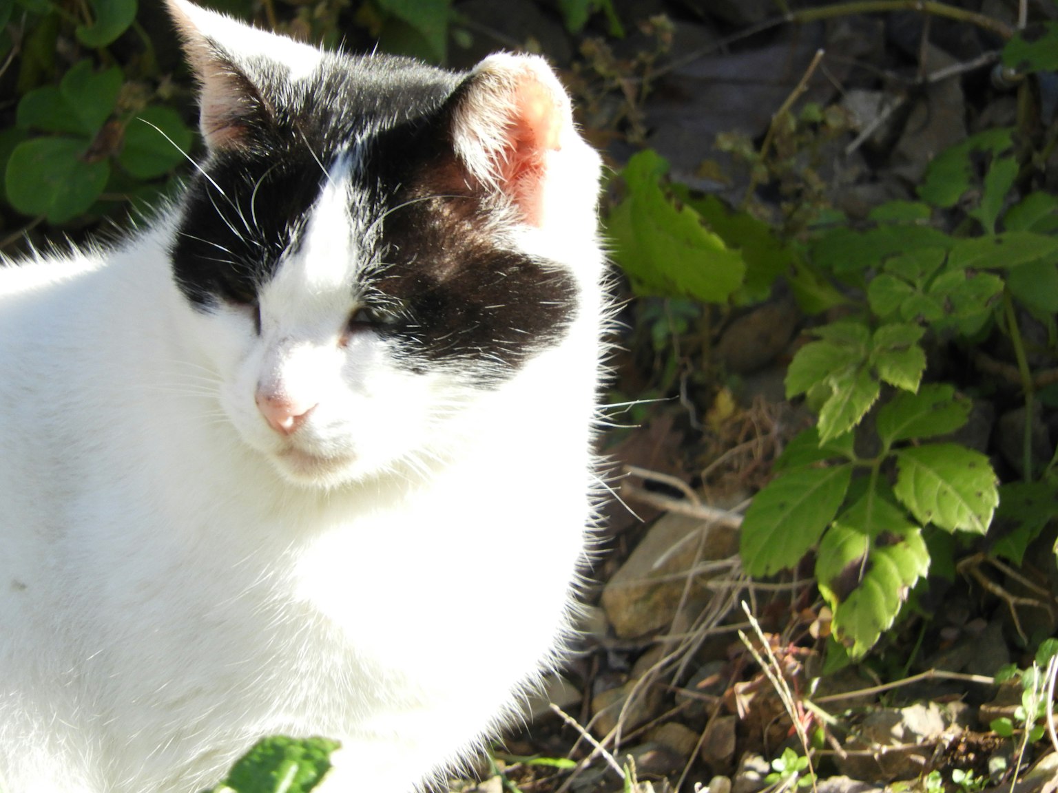 Gatto bianco e nero che si gode il sole tra le foglie verdi