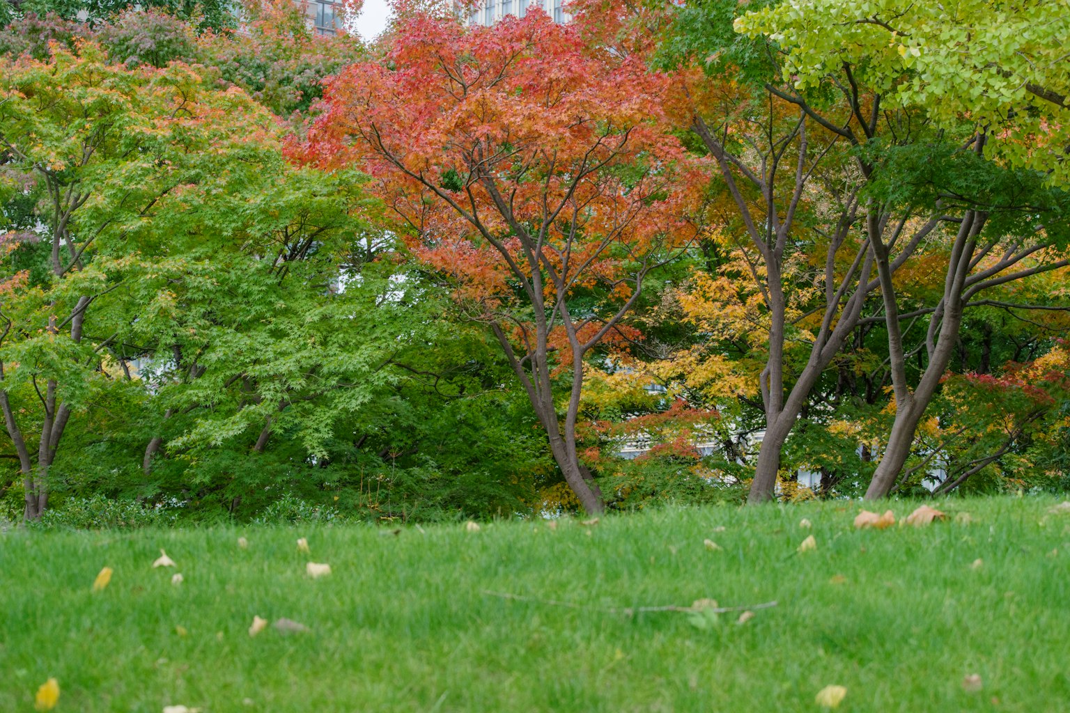 Bunte Herbstbäume mit grünem Gras