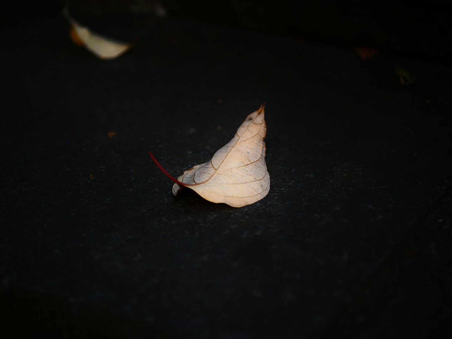 一片白色葉子 resting 在黑暗背景上