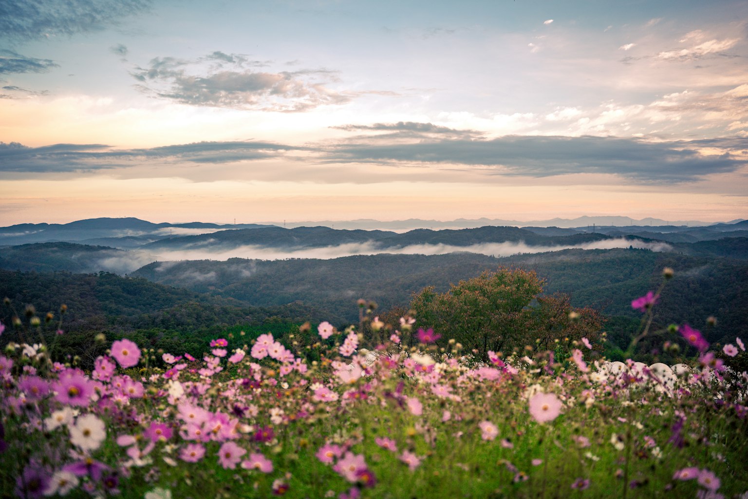 Fleurs vibrantes au premier plan avec des collines ondulées et un ciel de coucher de soleil en arrière-plan
