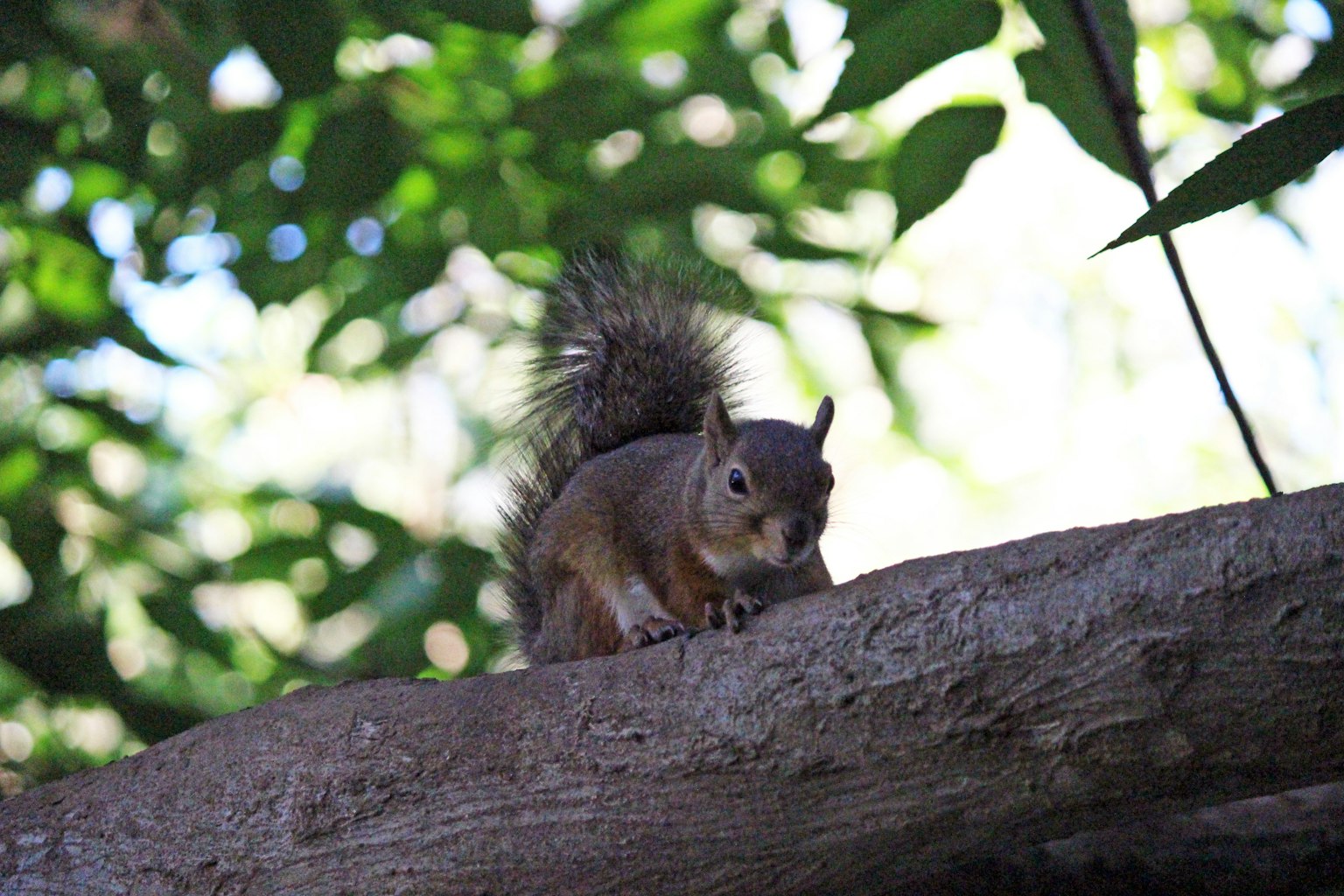 Gros plan d'un écureuil sur une branche d'arbre