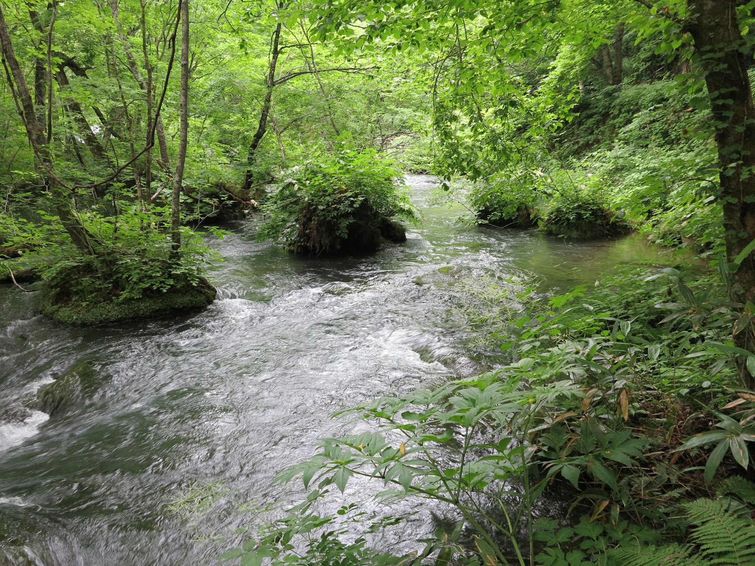 Un ruscello che scorre attraverso una foresta lussureggiante