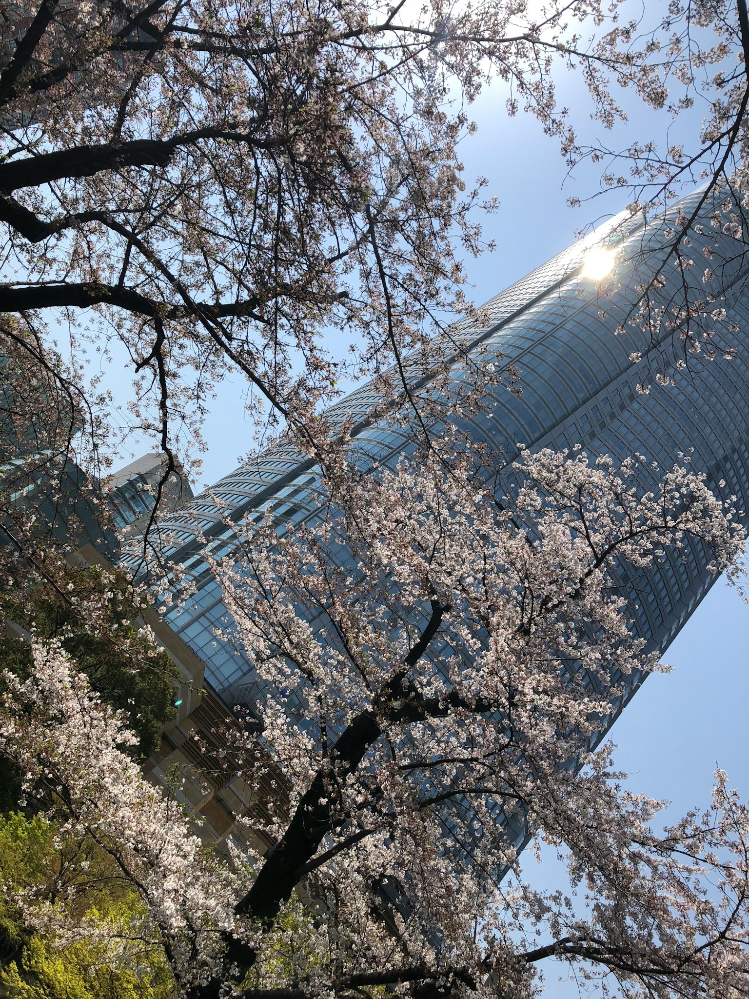 盛開的櫻花樹和背景中的摩天大樓