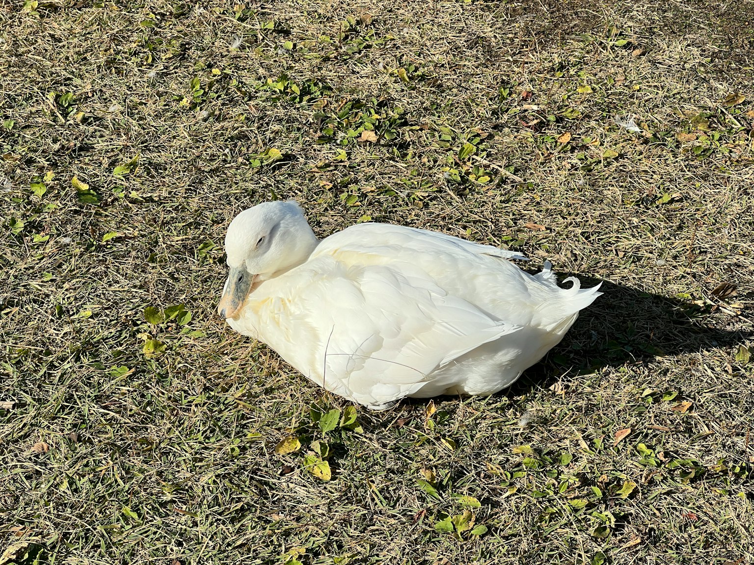 A white duck resting on the grass
