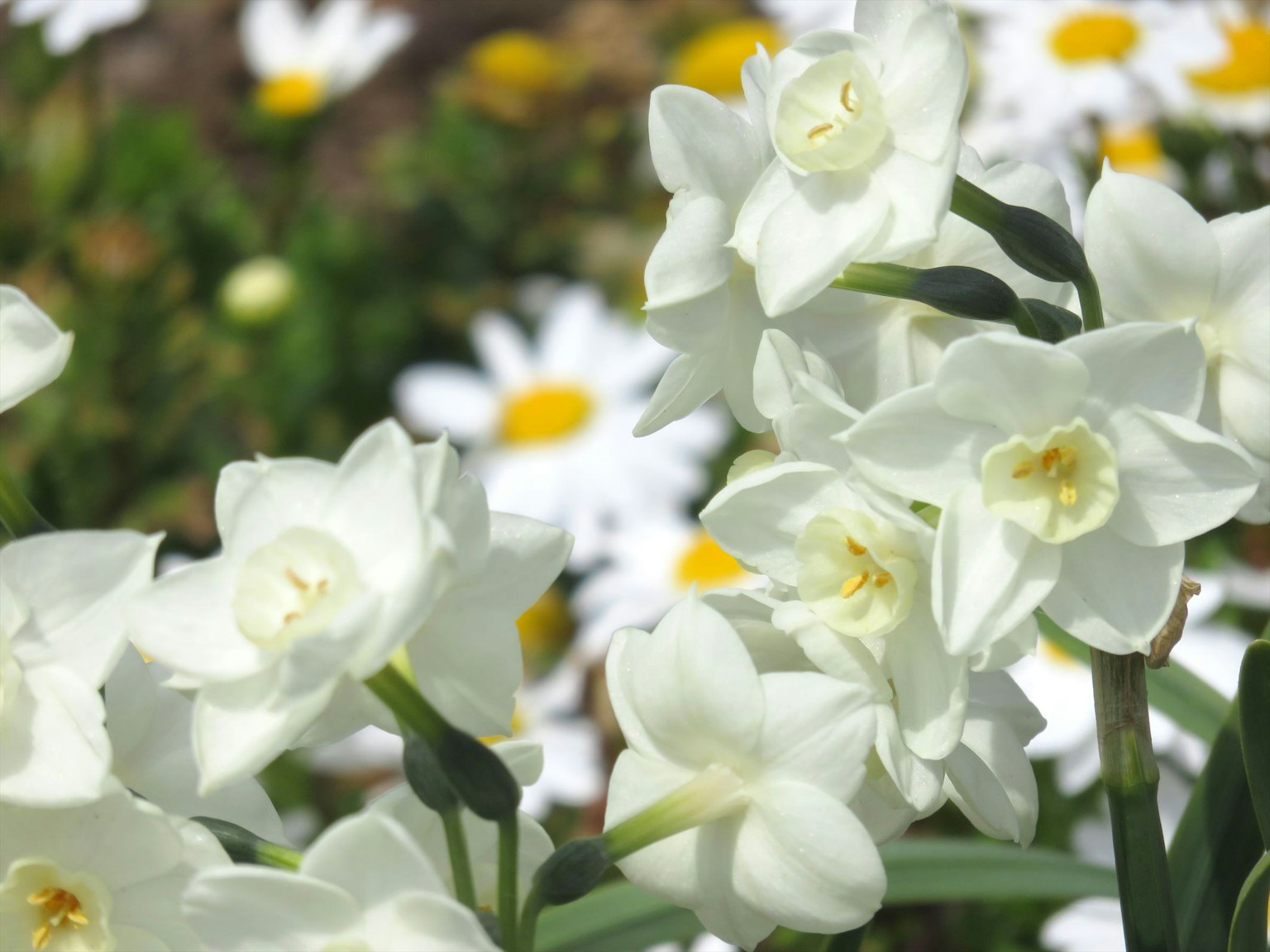 Flores blancas floreciendo en un fondo verde con margaritas amarillas