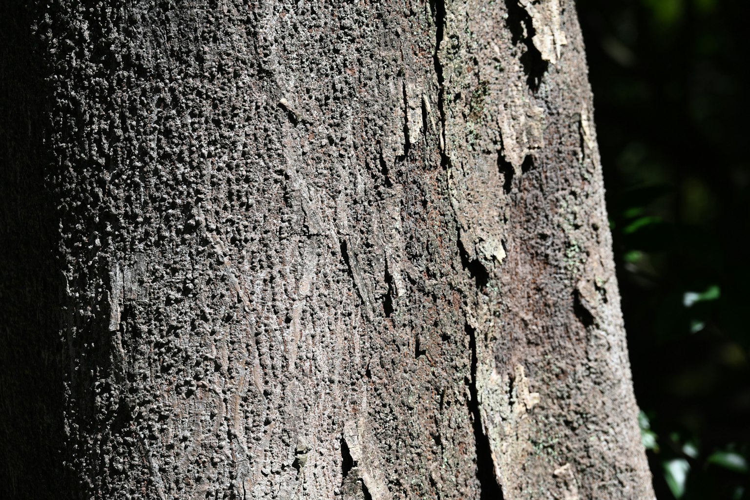 Primo piano di un tronco d'albero che mostra texture e motivi unici