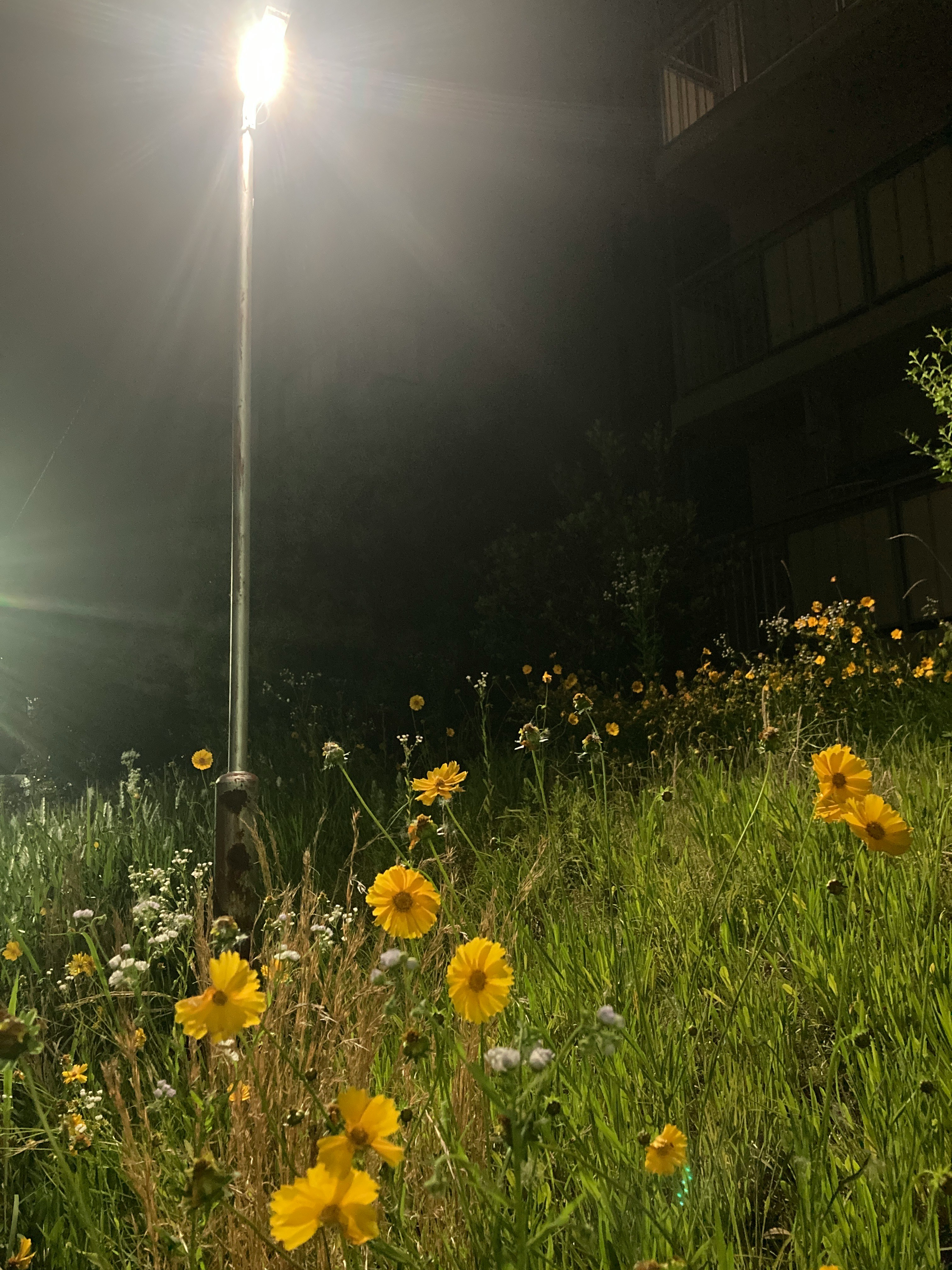 夜道に咲く黄色い花の群れ