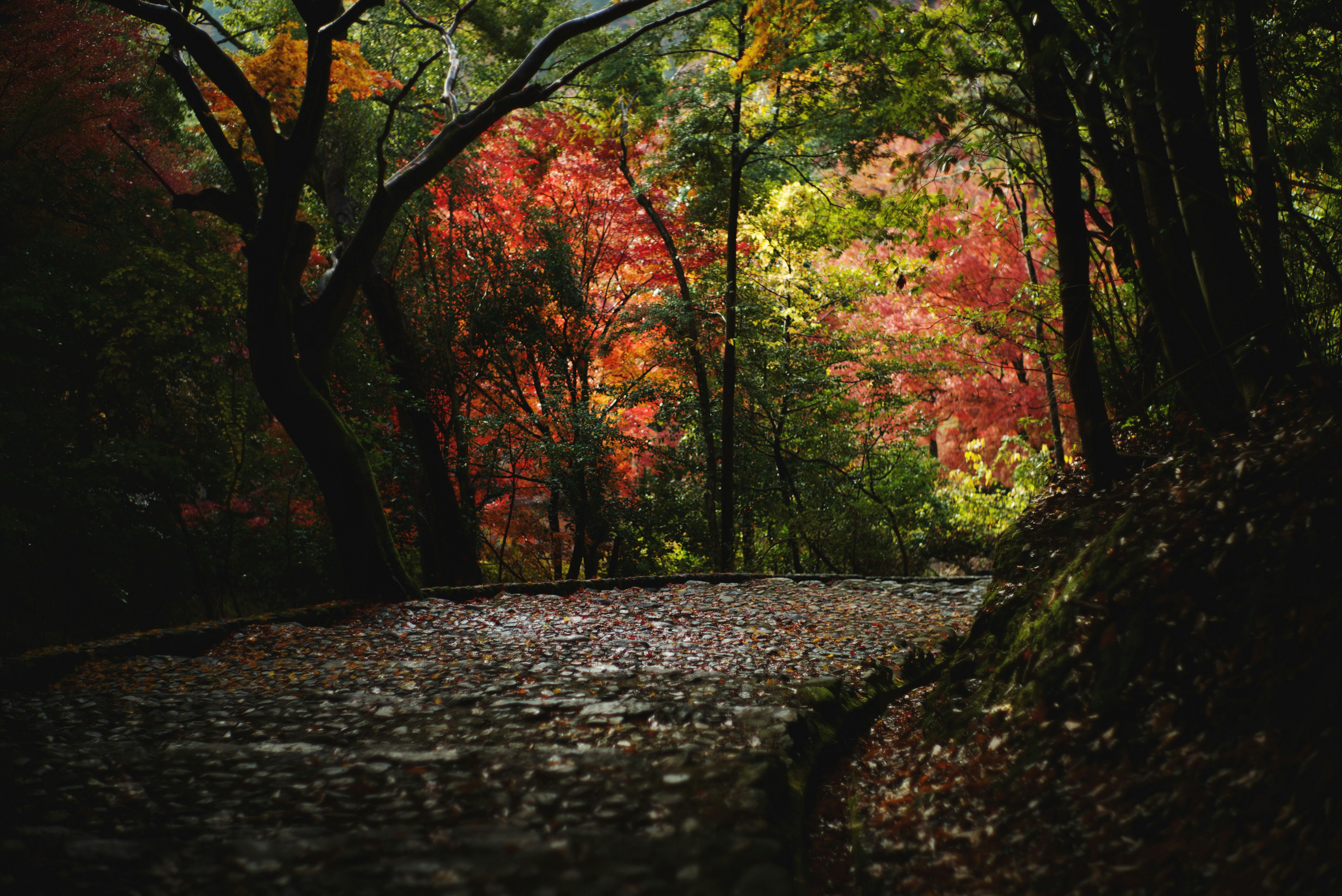 Lối đi rợp lá mùa thu ở Arashiyama, Kyoto