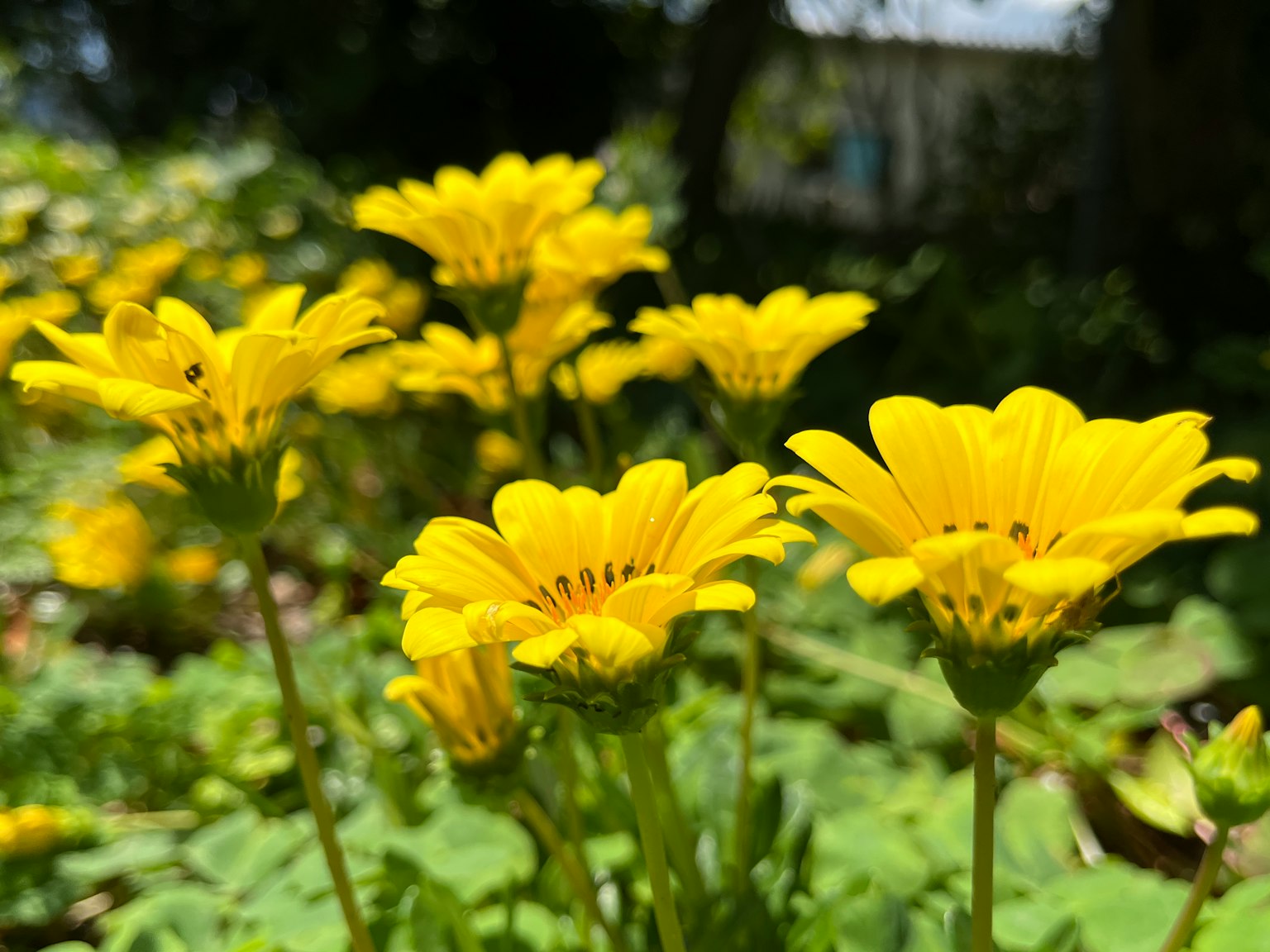 Fiori gialli vibranti che fioriscono in un giardino