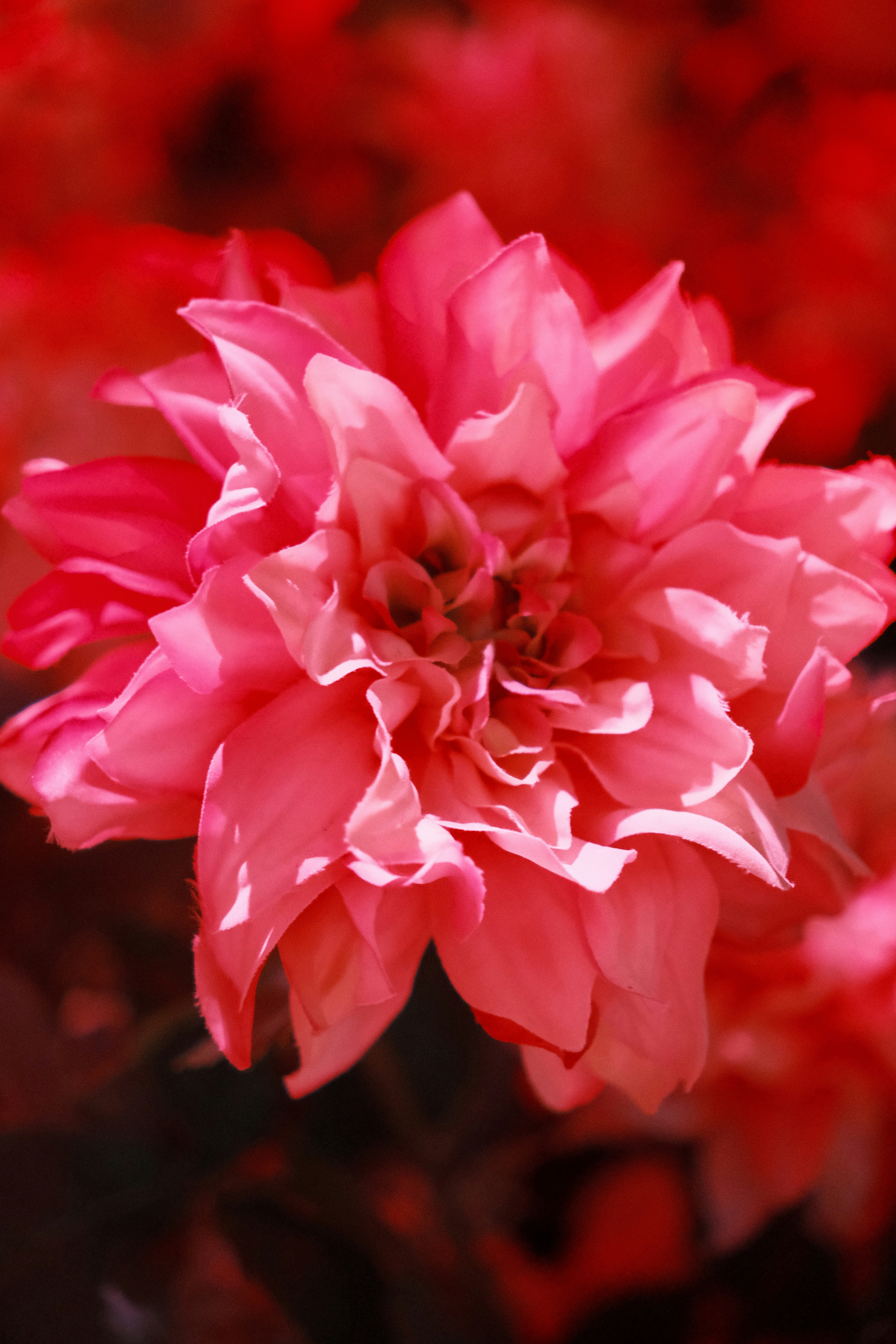 Primer plano de una flor rosa vibrante en flor