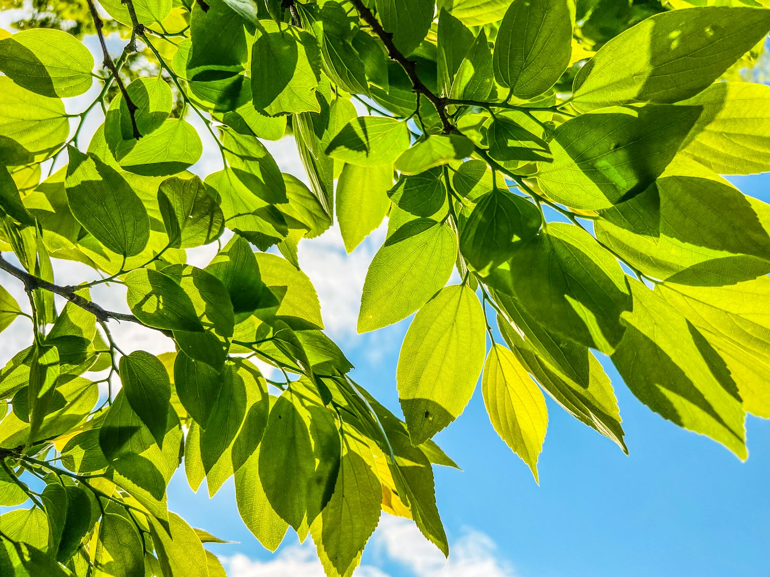 Close-up of vibrant green leaves under a blue sky