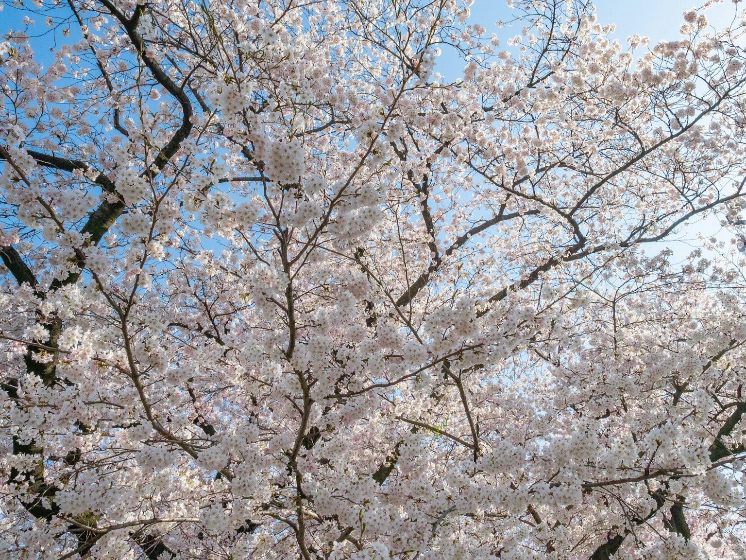Arbre de cerisier en pleine floraison sous un ciel bleu