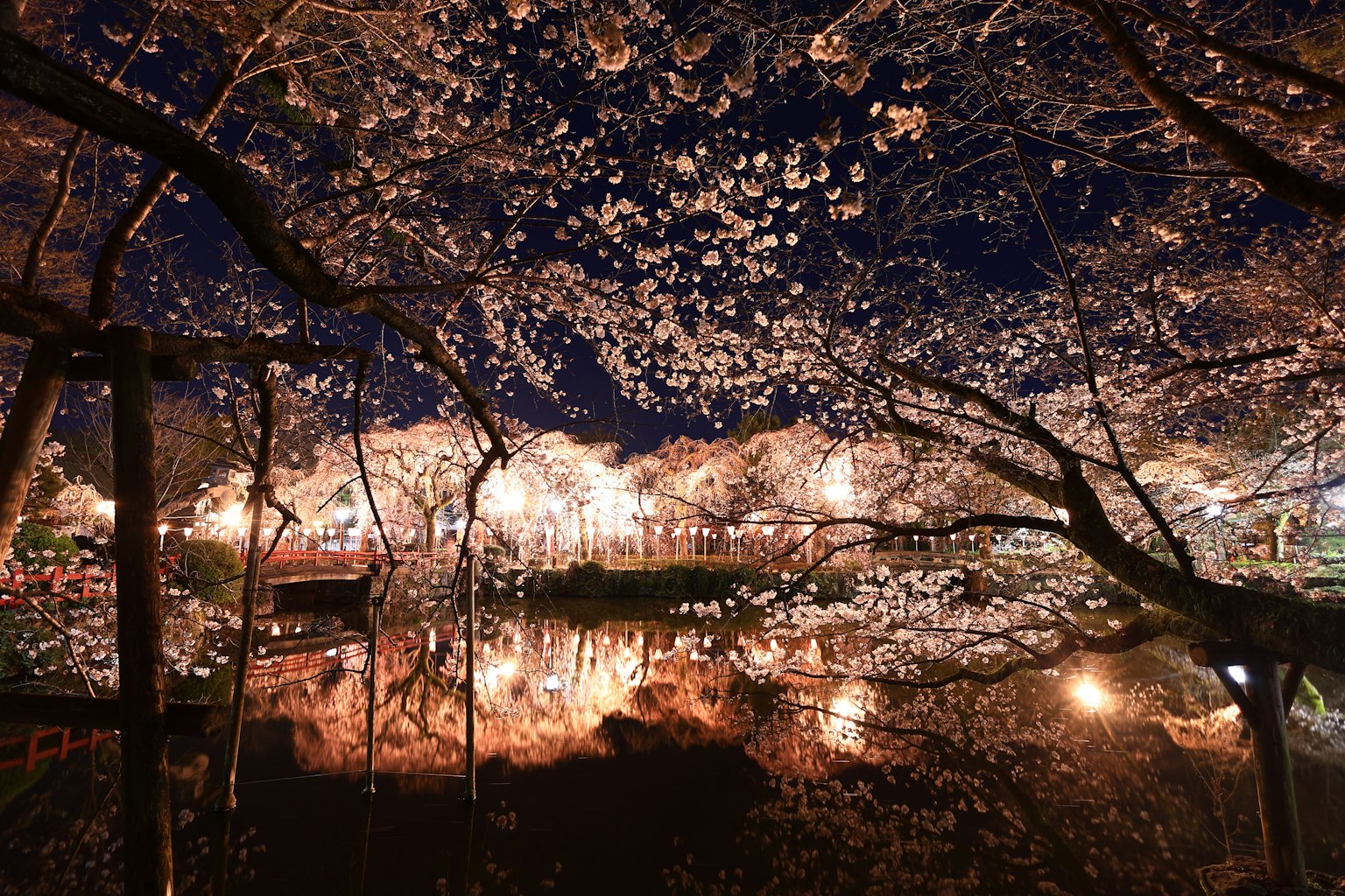 ทิวทัศน์ที่สวยงามของดอกซากุระที่ถูกส่องสว่างในตอนกลางคืนพร้อมการสะท้อนบนผิวน้ำ