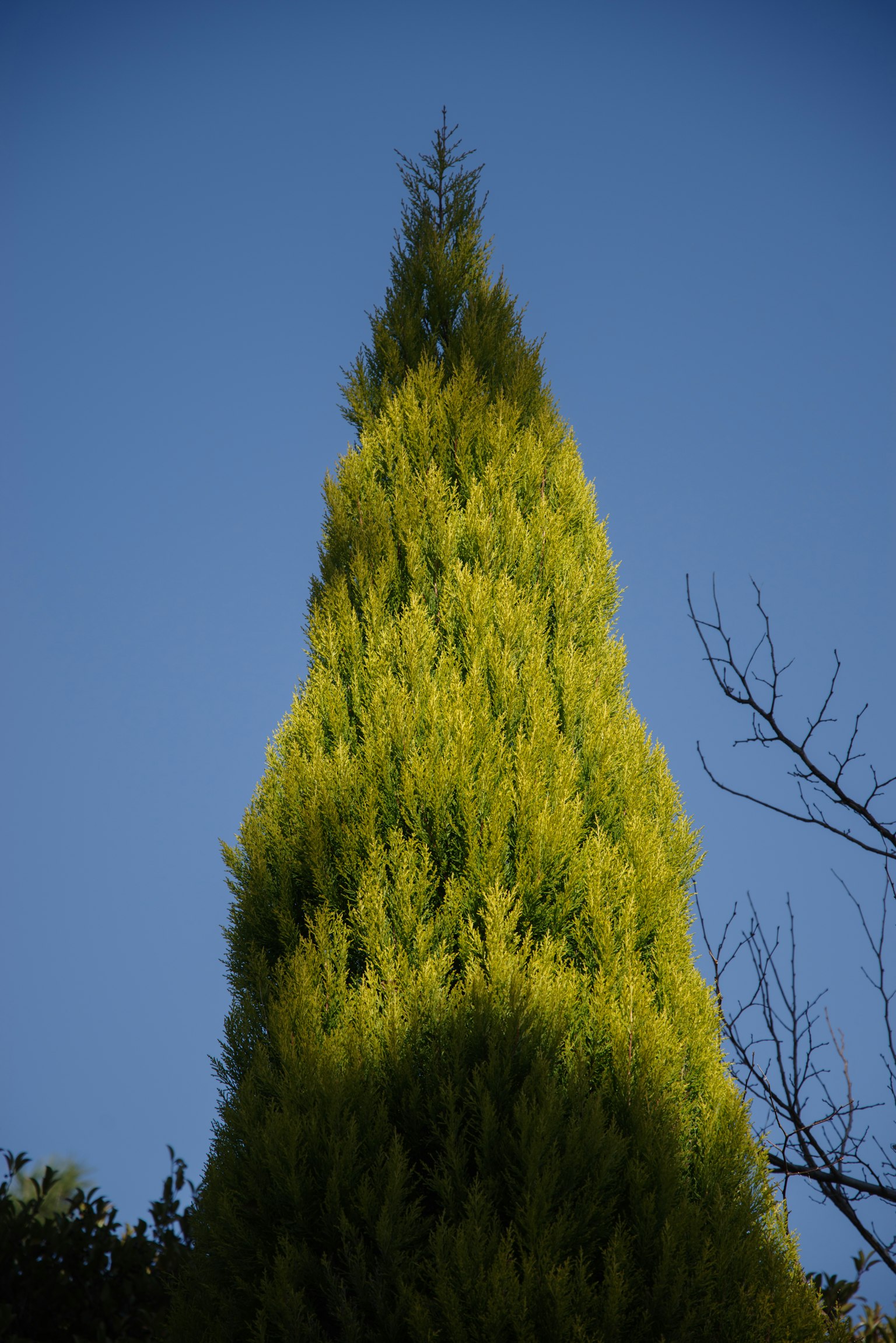 Silhouette d'un grand arbre vert sous un ciel bleu