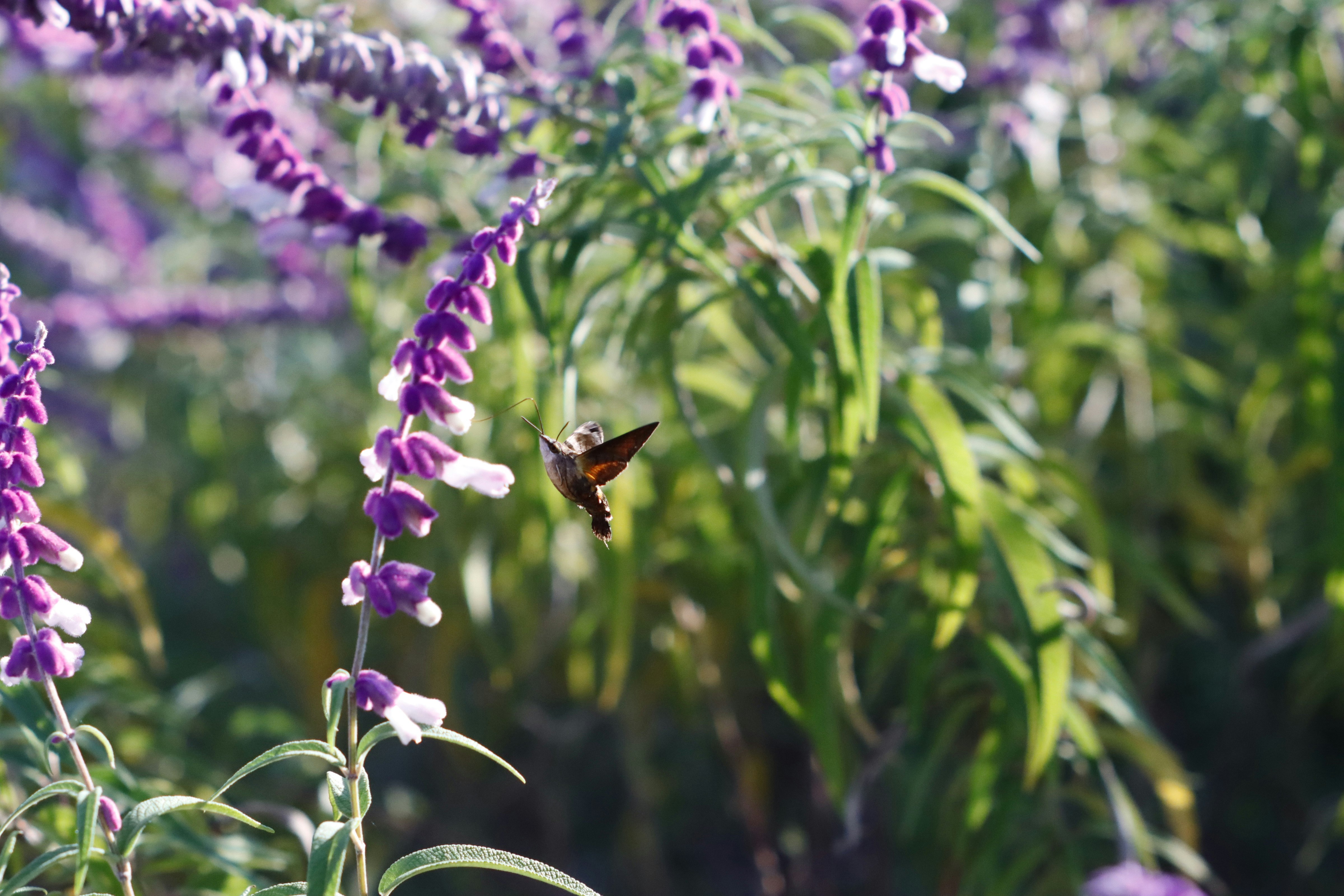 紫の花に止まる小さなハチドリ蛾のような昆虫