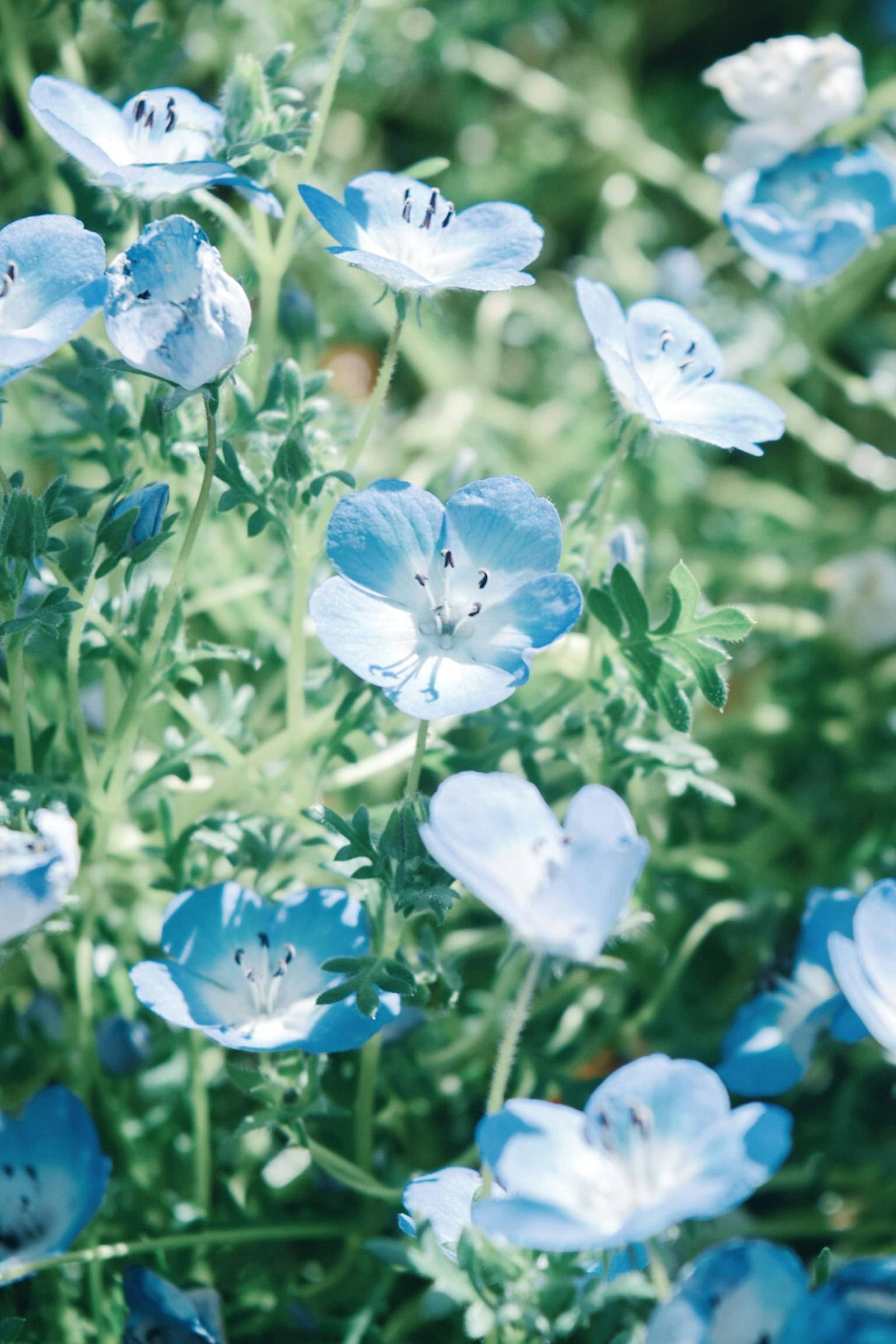 Field of blue flowers in bloom