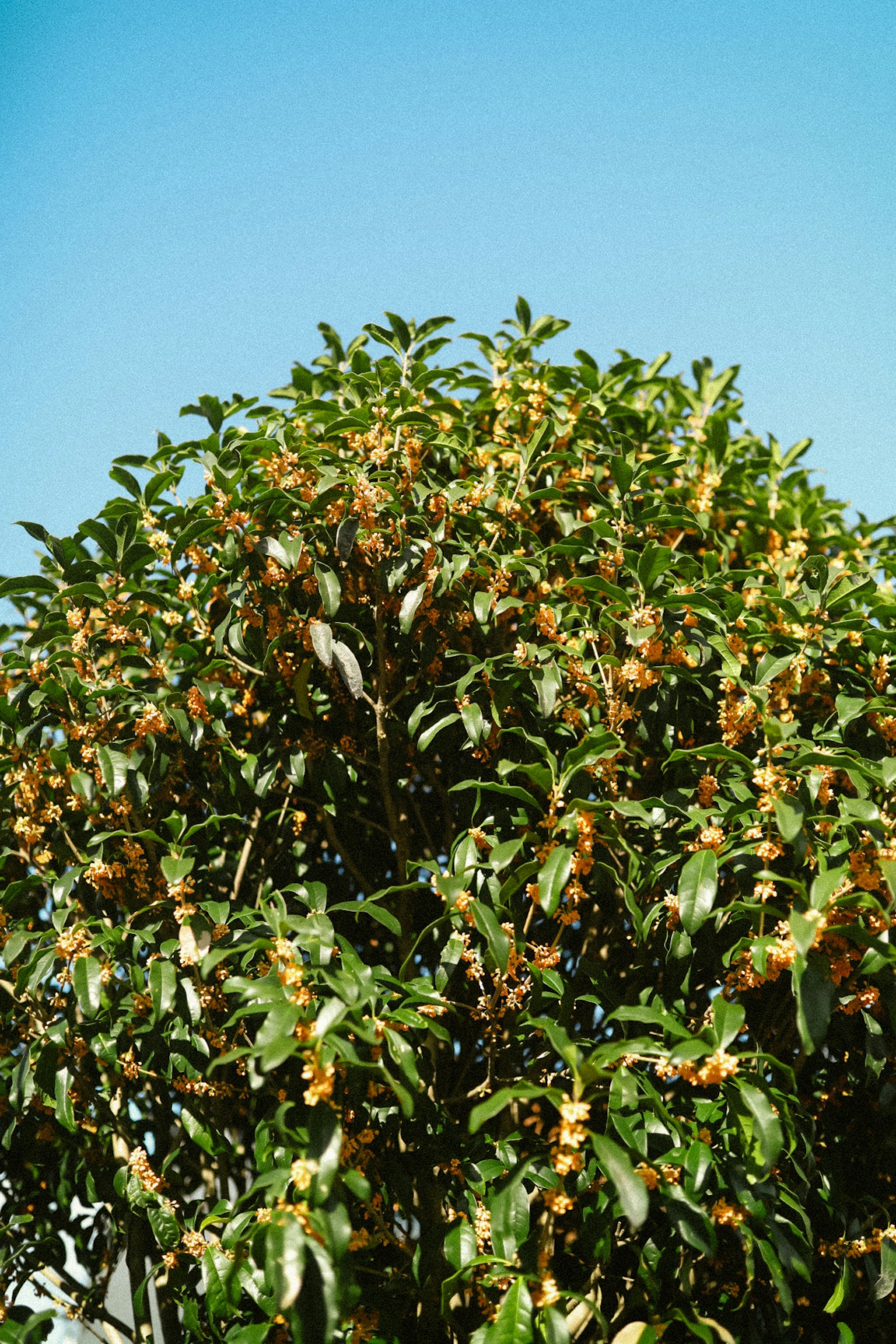 青空の下にある果実が実った木の上部