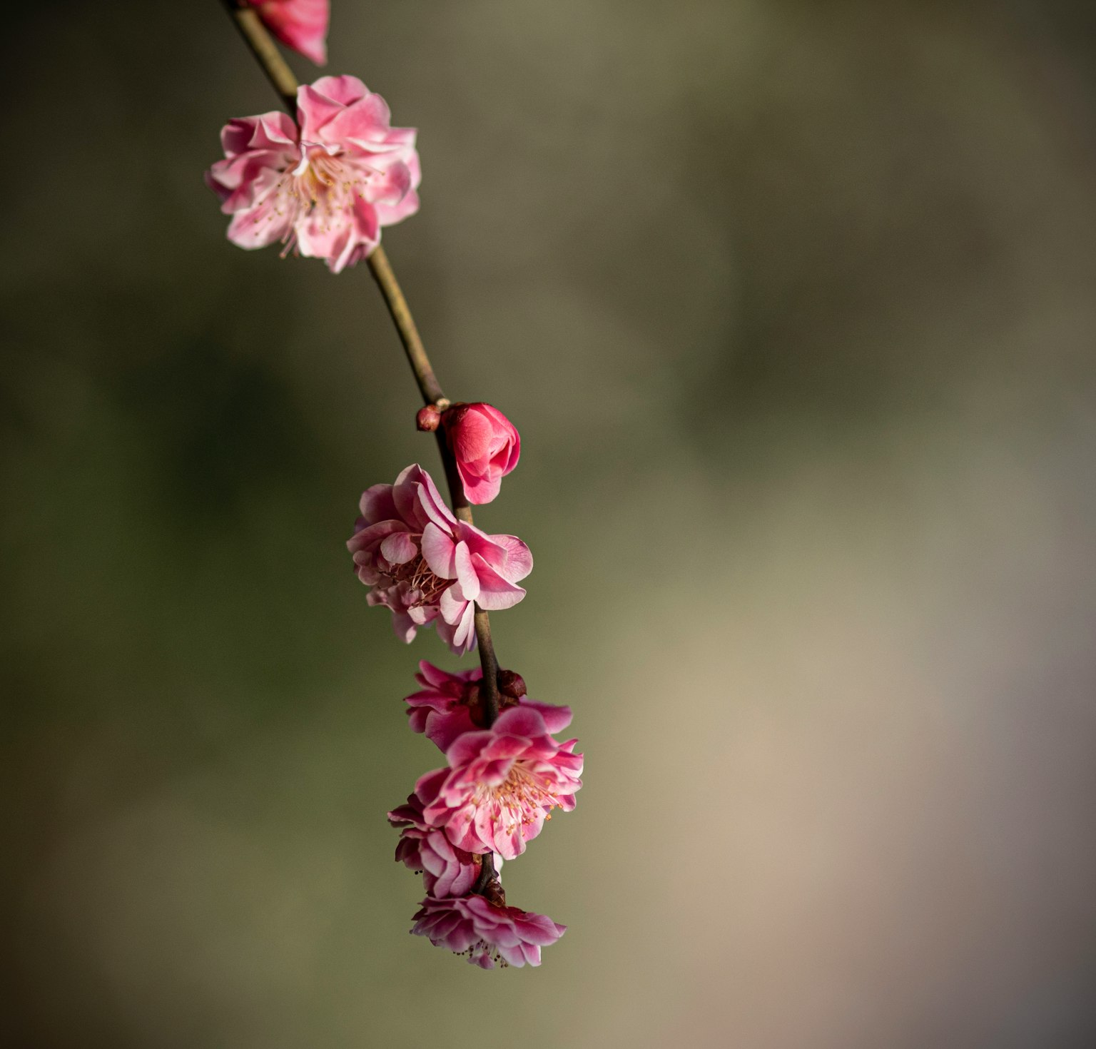 桃の花の枝が背景にぼかしを持って垂れ下がっている