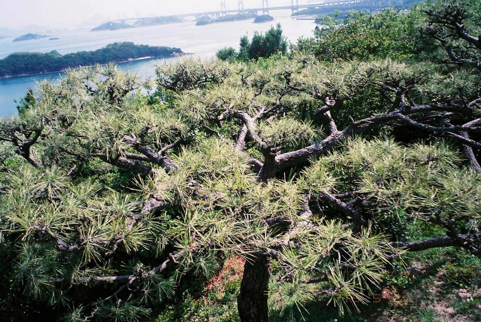 松樹與海洋的風景