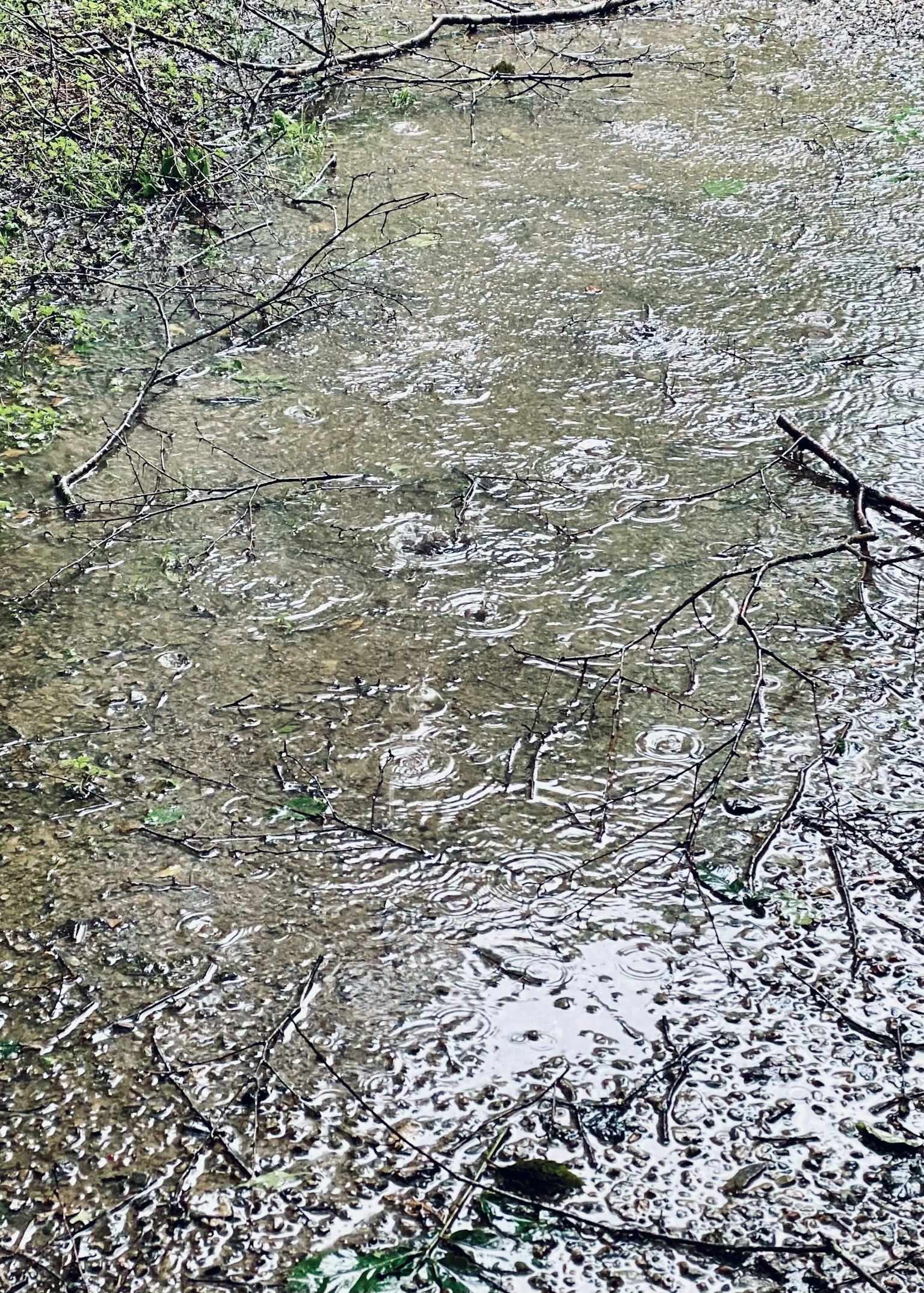 Gocce di pioggia sulla superficie di un ruscello con rami circostanti
