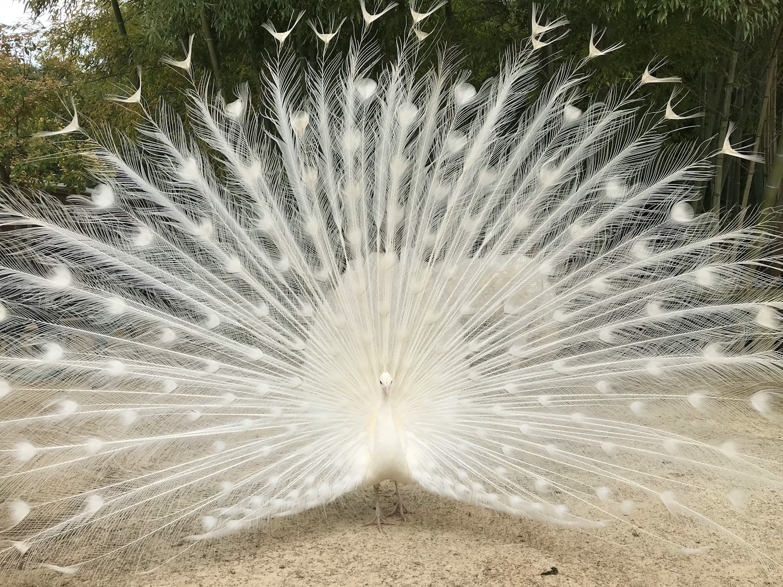 Un magnifico pavone bianco che mostra le sue piume