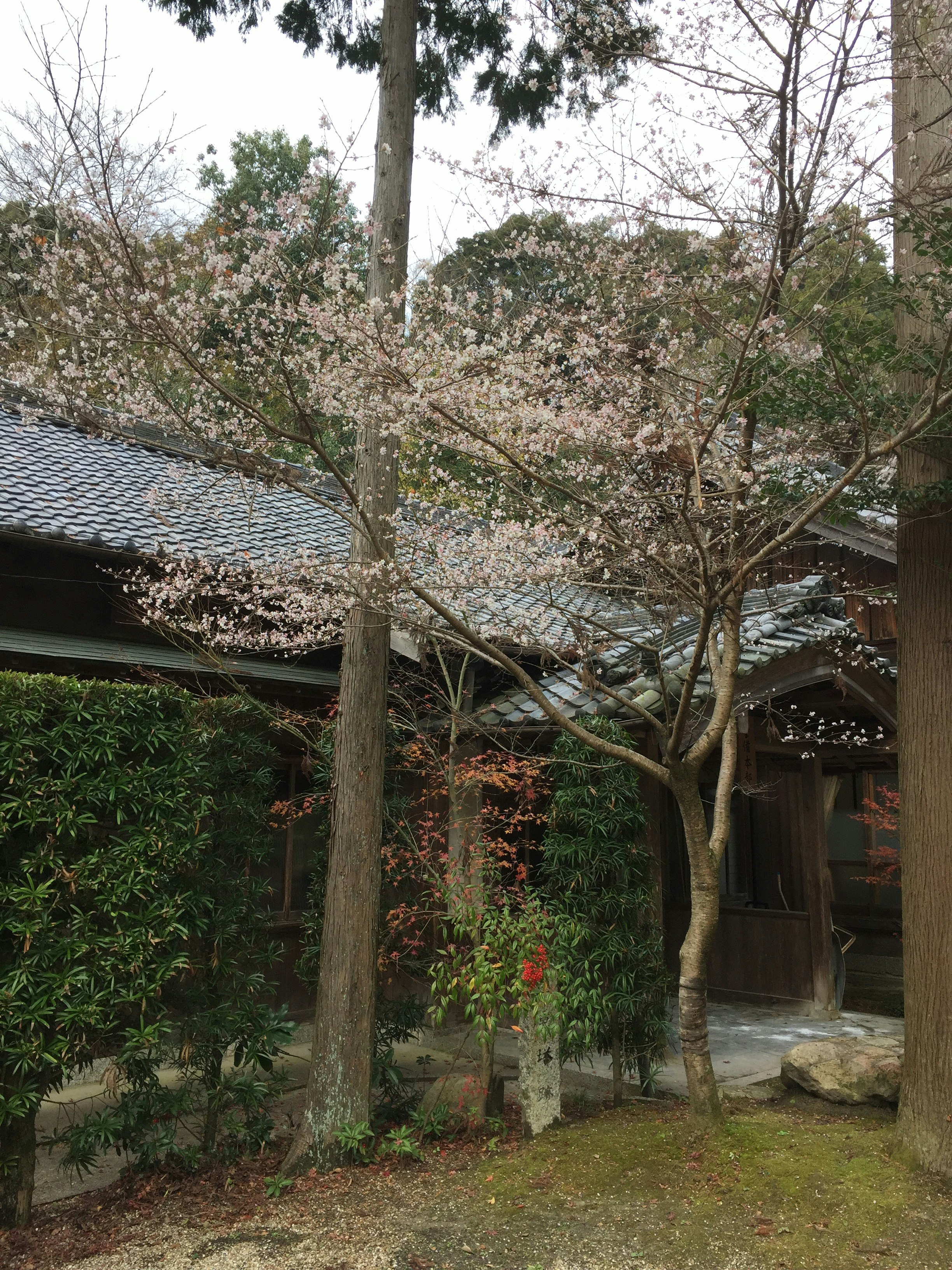 庭の桜の木と石畳の小道がある和風の中庭