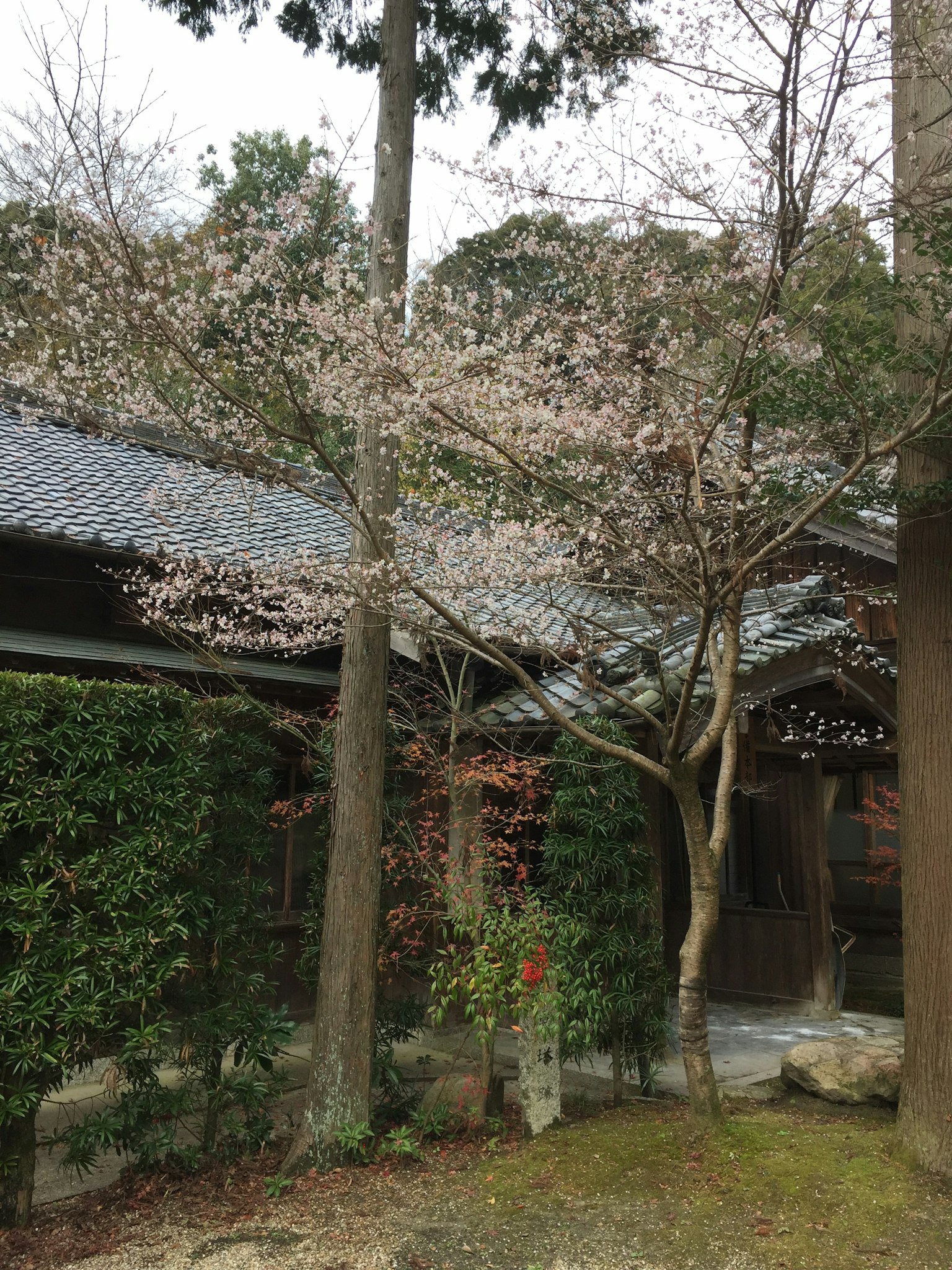 Malersicher Blick auf einen Kirschbaum und ein traditionelles japanisches Haus