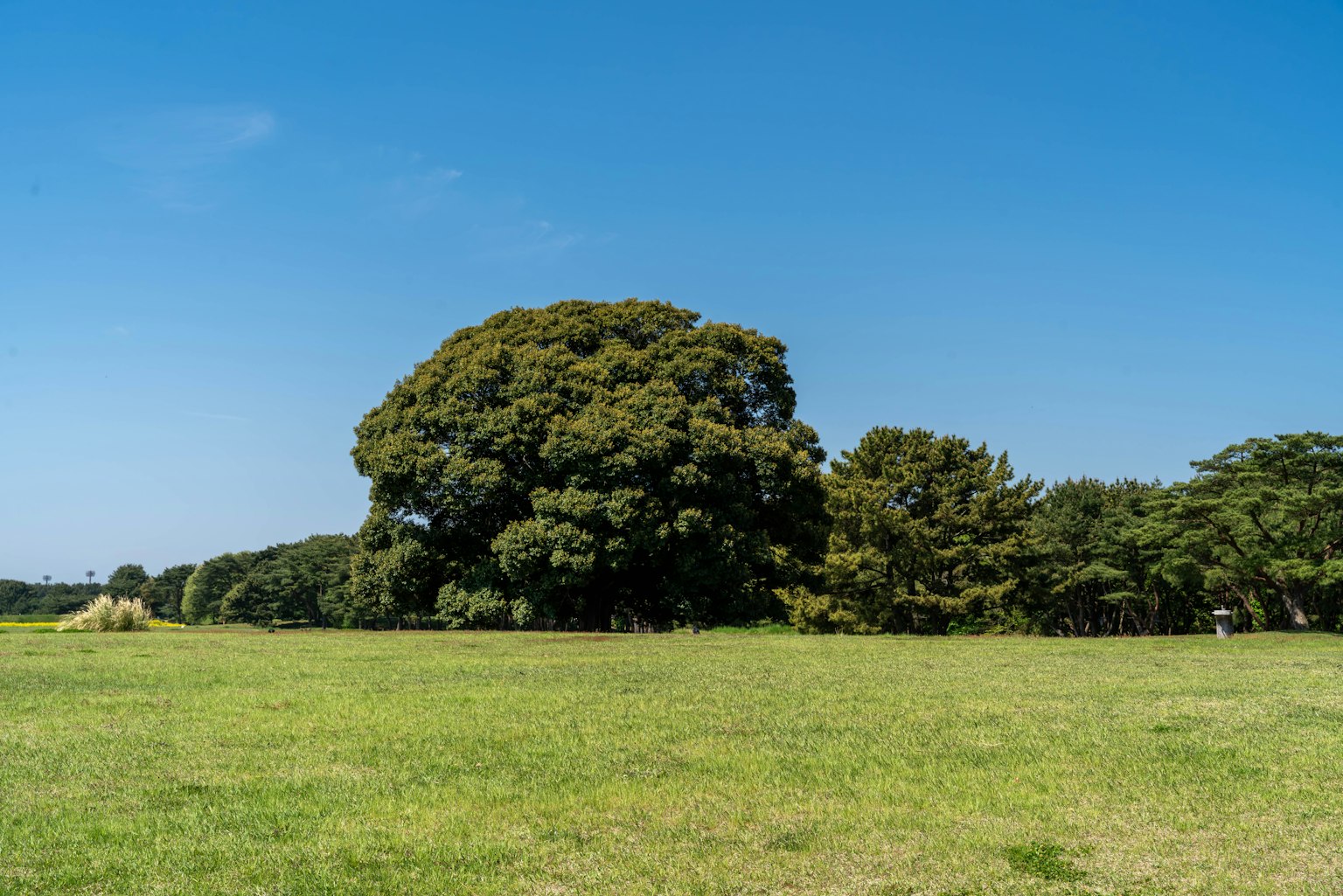 Üppiges grünes Feld unter einem klaren blauen Himmel mit großen Bäumen