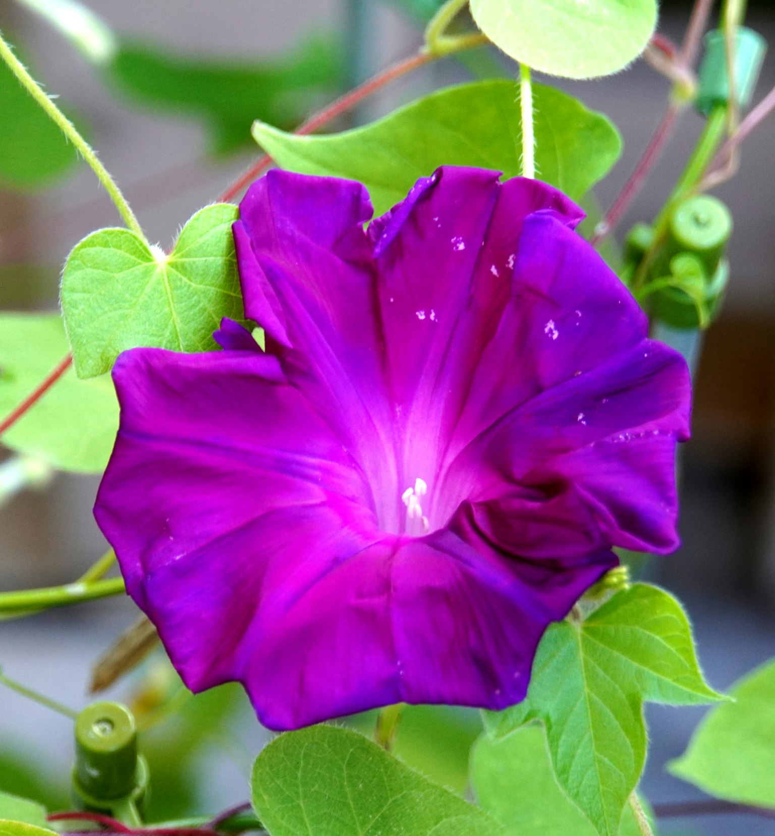 Fleur de gloire du matin violette vive avec des feuilles vertes