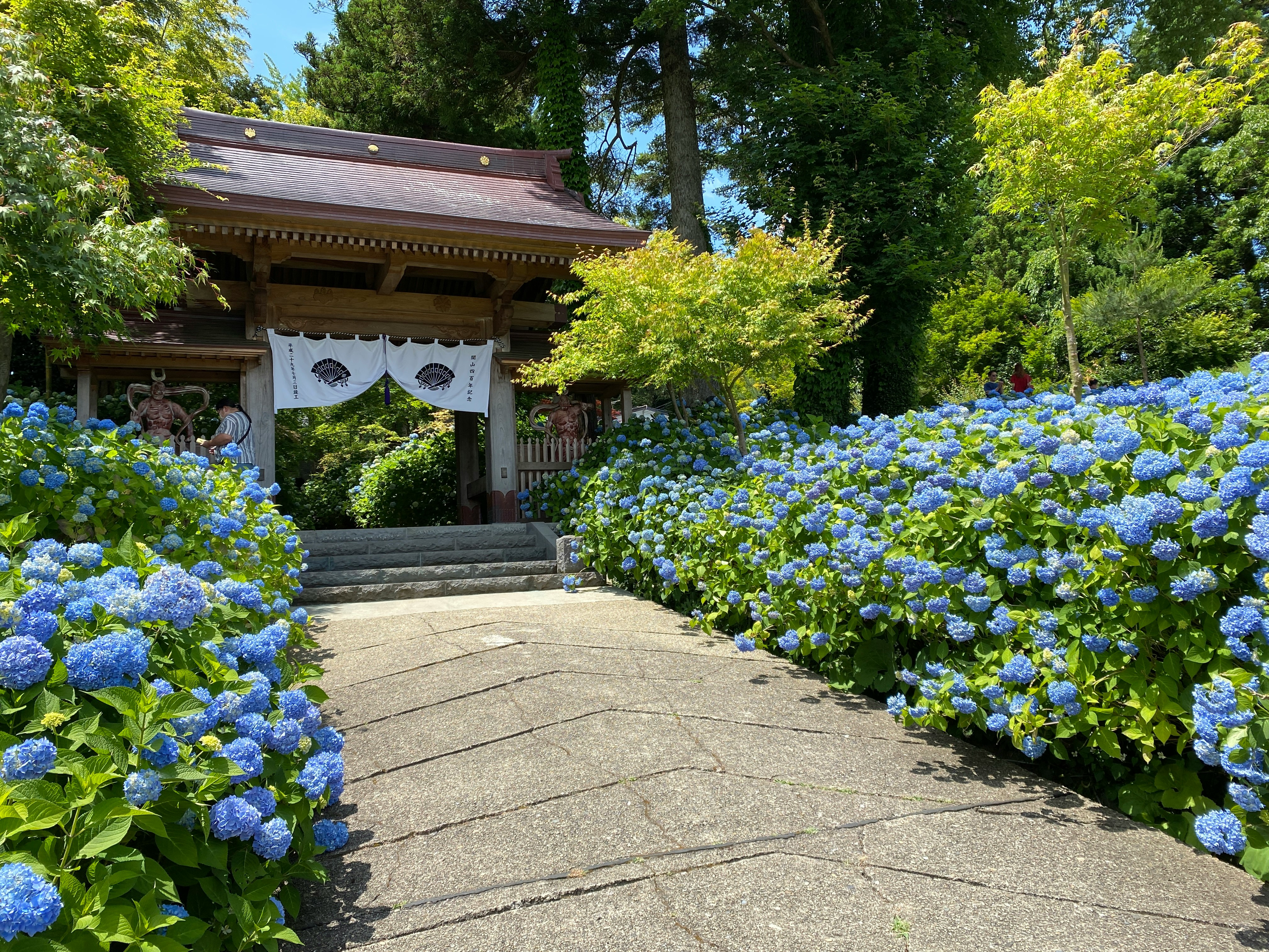 青いアジサイに囲まれた石畳の参道と鳥居