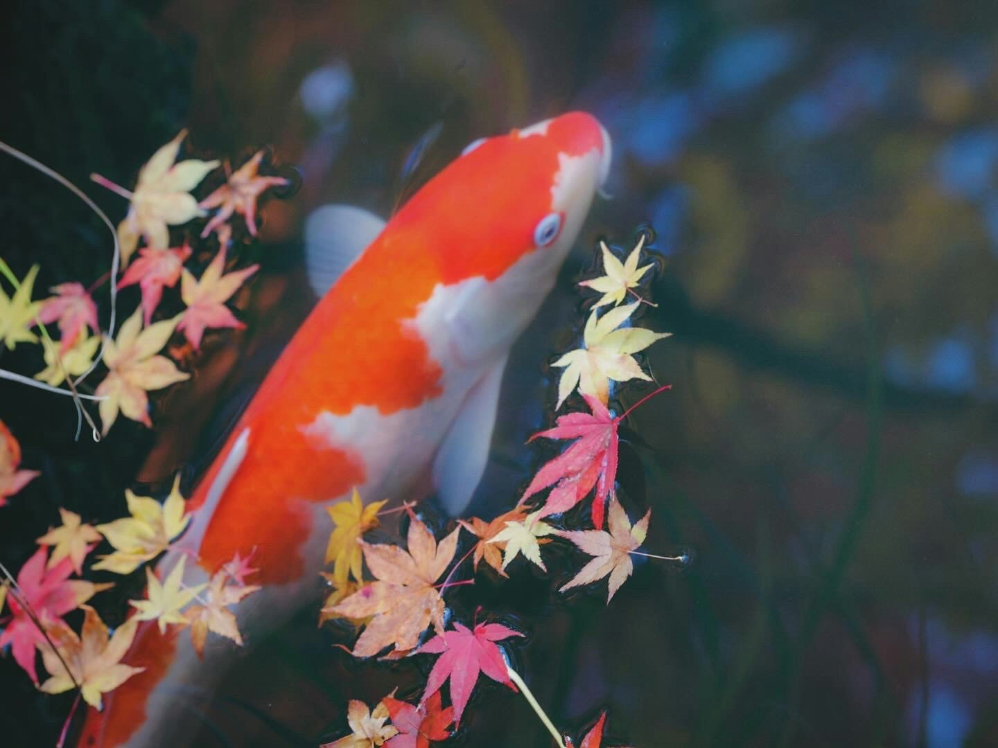 Carpe koi de Tenju-an avec des feuilles façon érable flottant près de l’eau