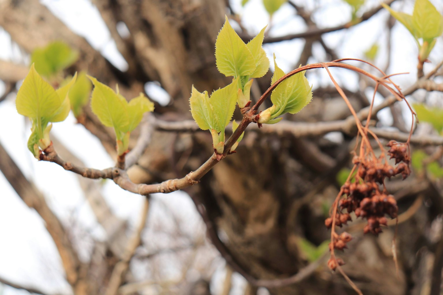 Primer plano de una rama de árbol con hojas verdes frescas y frutas secas